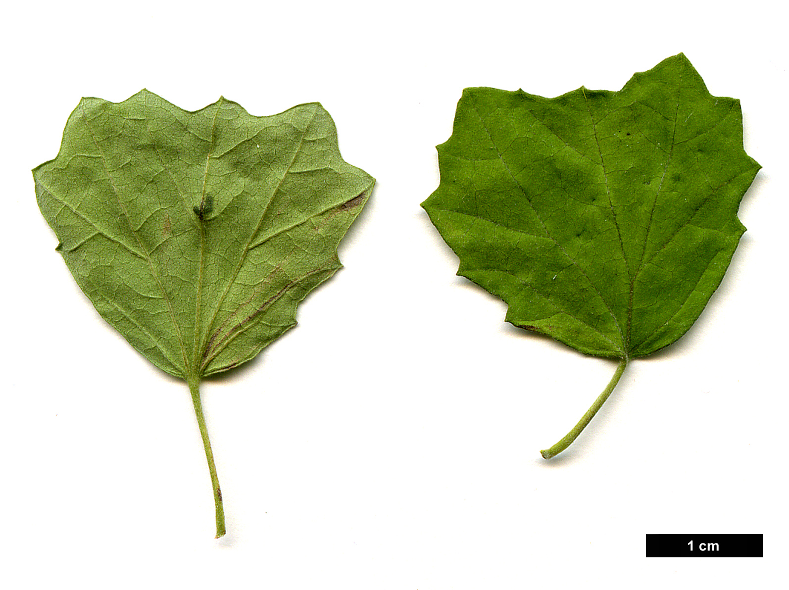 High resolution image: Family: Malvaceae - Genus: Pavonia - Taxon: praemorsa High resolution image: Family: Malvaceae - Genus: Pavonia - Taxon: praemorsa