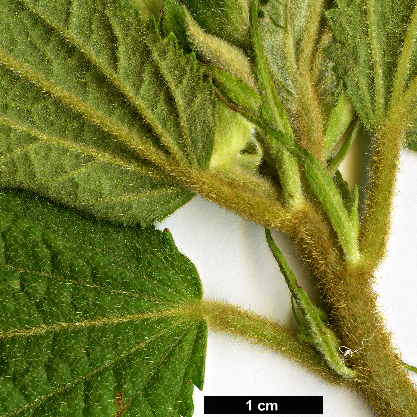 High resolution image: Family: Malvaceae - Genus: Pavonia - Taxon: schrankii