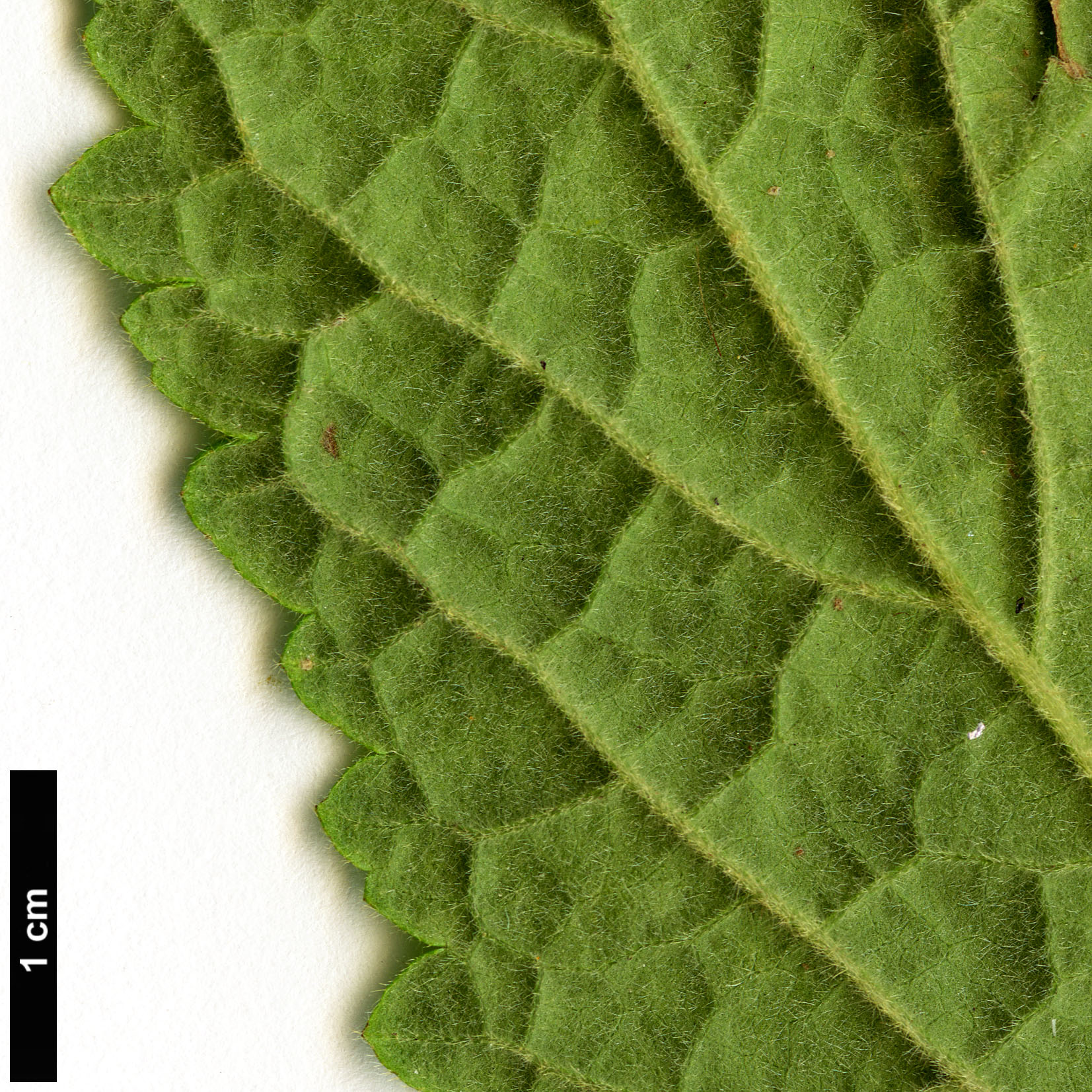 High resolution image: Family: Malvaceae - Genus: Pavonia - Taxon: schrankii