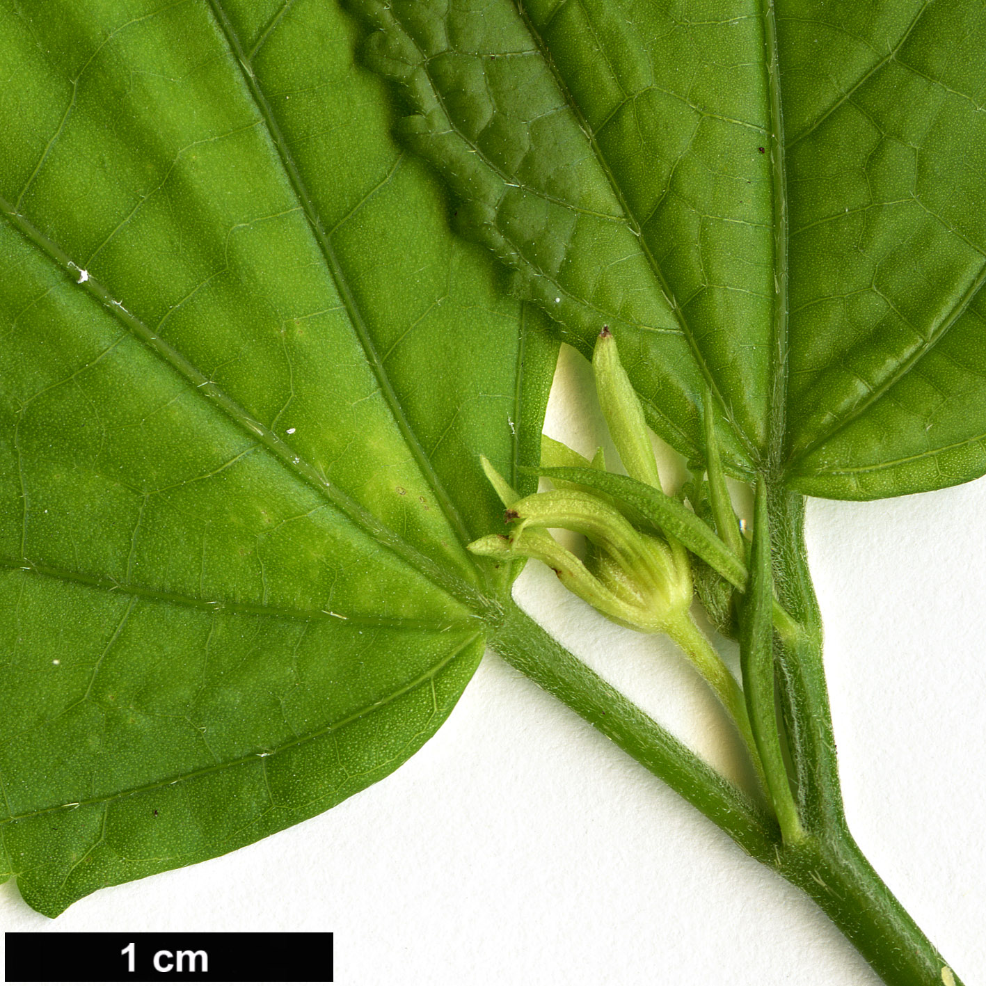 High resolution image: Family: Malvaceae - Genus: Pavonia - Taxon: spinifex