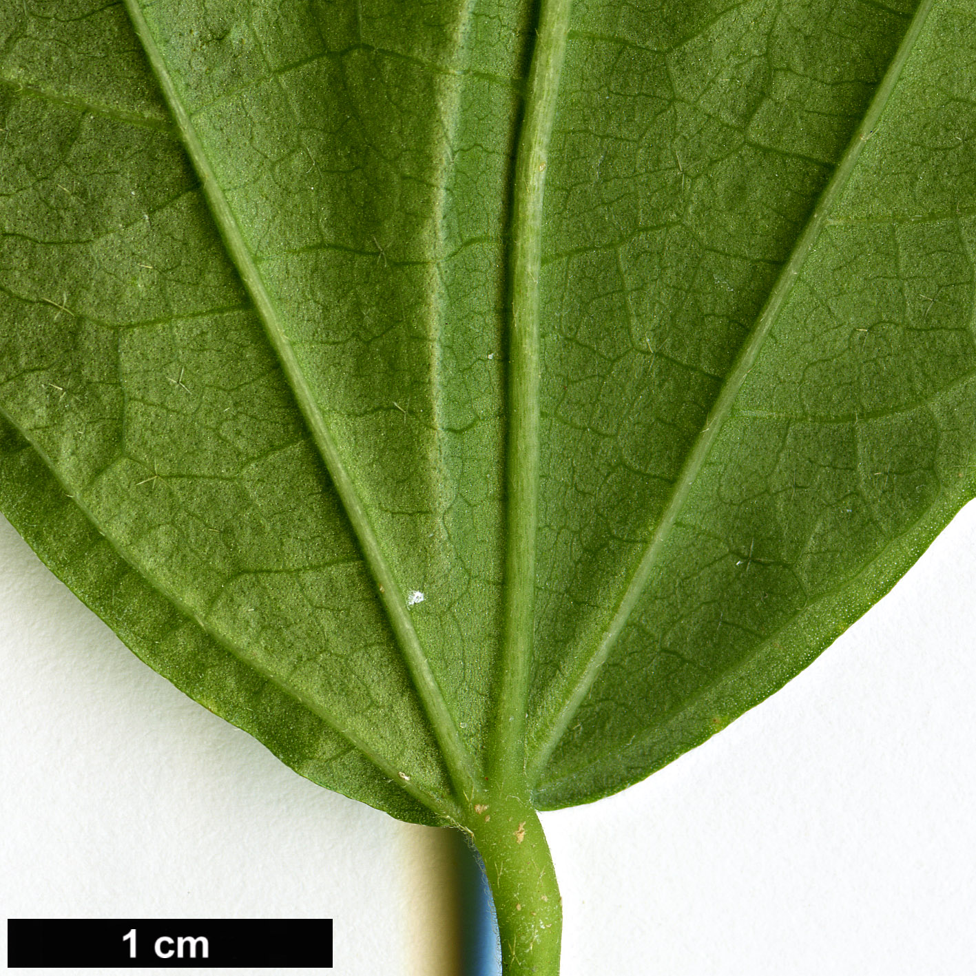 High resolution image: Family: Malvaceae - Genus: Pavonia - Taxon: spinifex