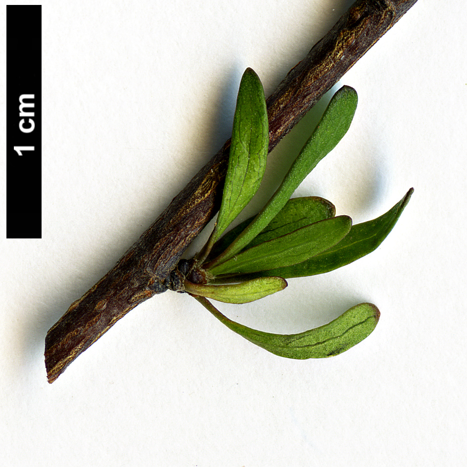 High resolution image: Family: Malvaceae - Genus: Plagianthus - Taxon: divaricatus