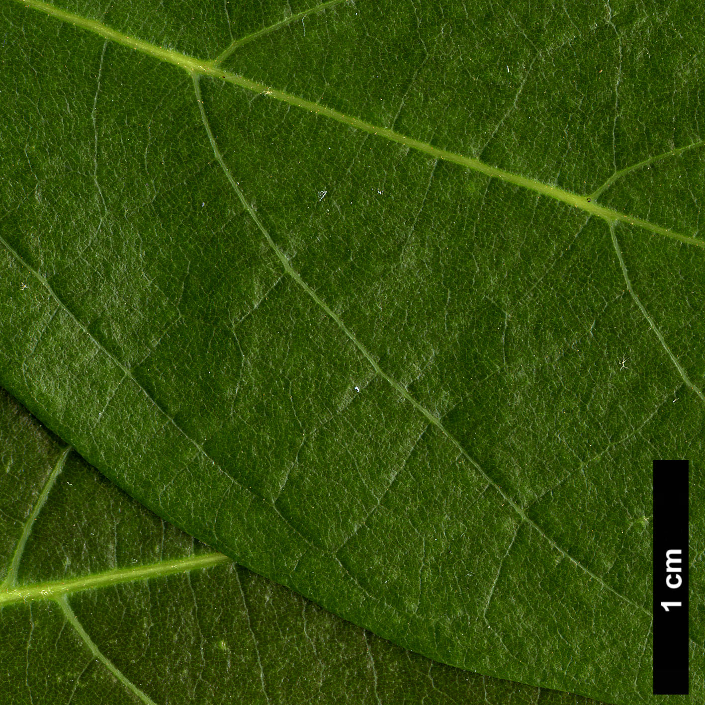 High resolution image: Family: Malvaceae - Genus: Reevesia - Taxon: pubescens