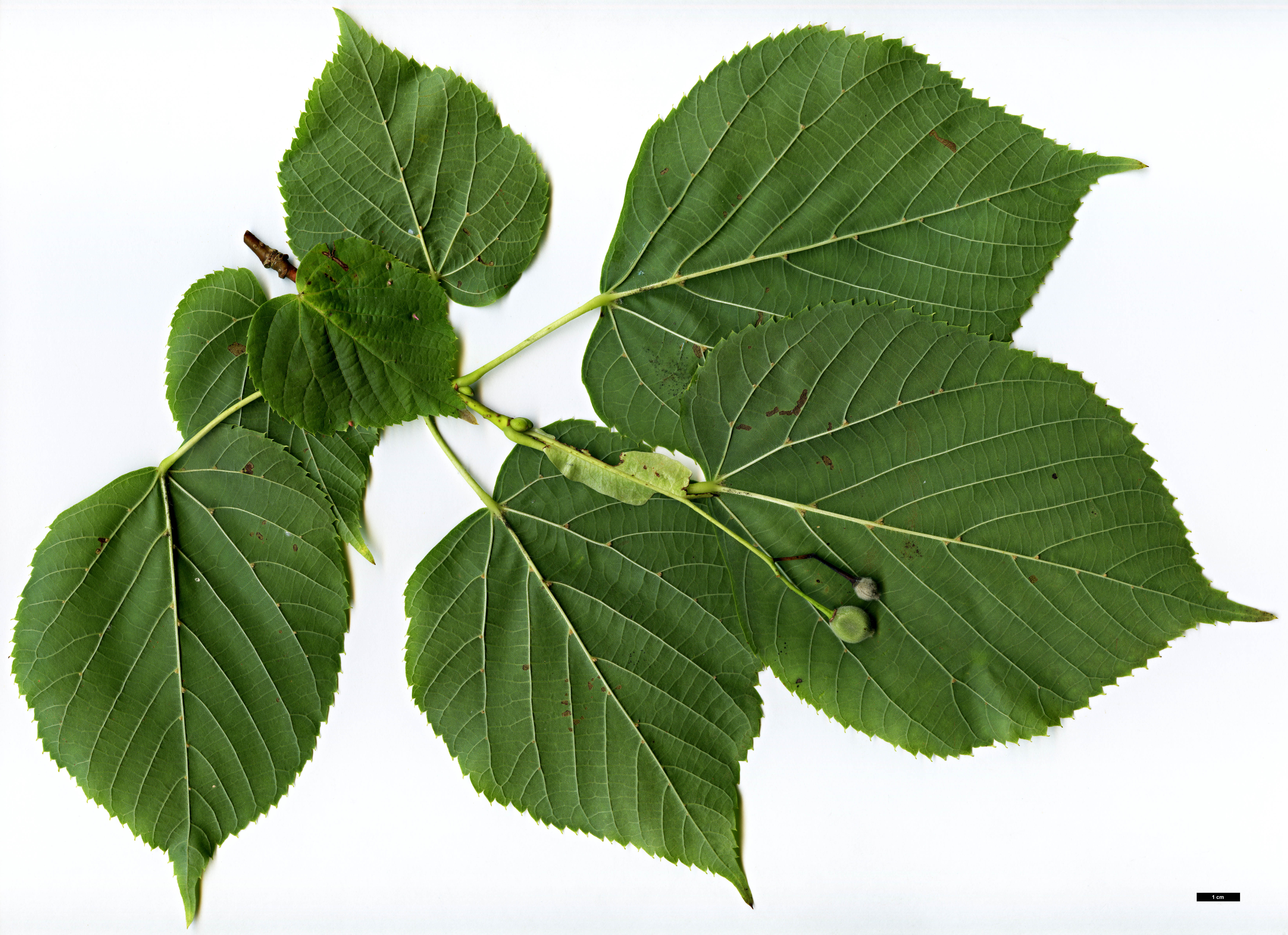 High resolution image: Family: Malvaceae - Genus: Tilia - Taxon: americana - SpeciesSub: 'Redmond'