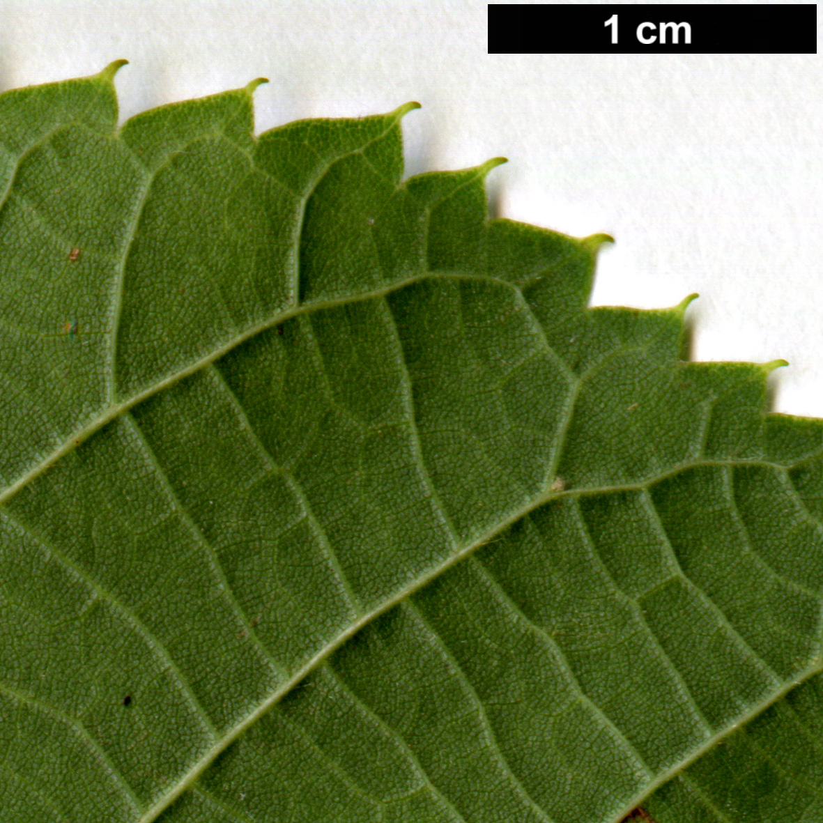 High resolution image: Family: Malvaceae - Genus: Tilia - Taxon: americana - SpeciesSub: 'Redmond' High resolution image: Family: Malvaceae - Genus: Tilia - Taxon: americana - SpeciesSub: 'Redmond'