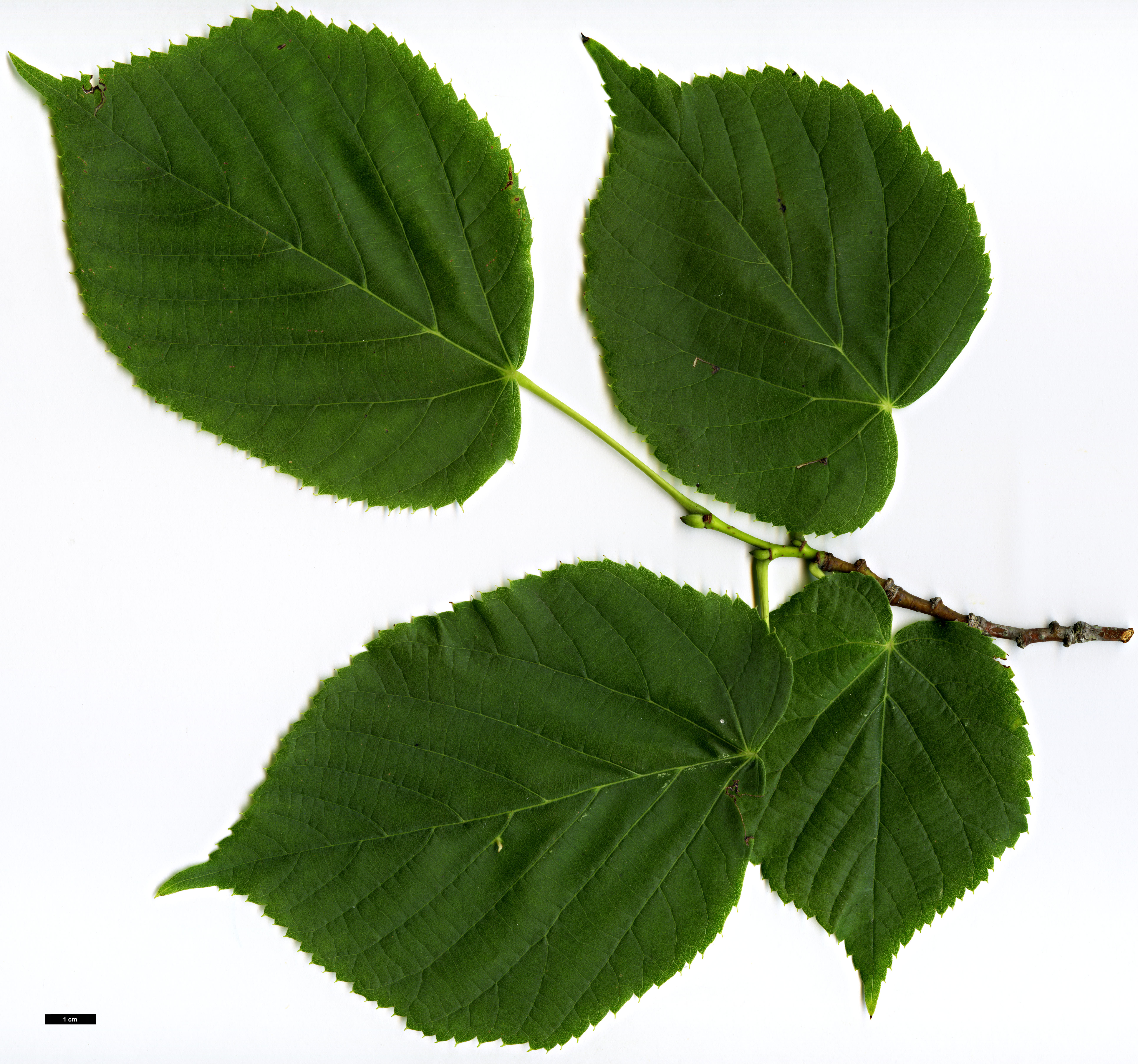 High resolution image: Family: Malvaceae - Genus: Tilia - Taxon: americana - SpeciesSub: 'Redmond' High resolution image: Family: Malvaceae - Genus: Tilia - Taxon: americana - SpeciesSub: 'Redmond'