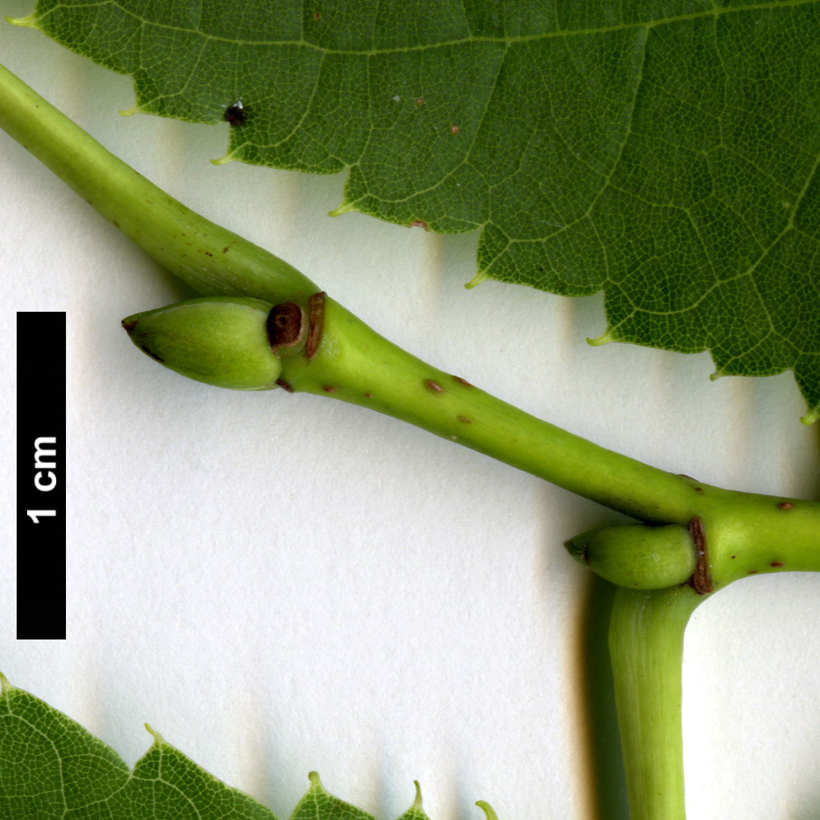 High resolution image: Family: Malvaceae - Genus: Tilia - Taxon: americana - SpeciesSub: 'Redmond' High resolution image: Family: Malvaceae - Genus: Tilia - Taxon: americana - SpeciesSub: 'Redmond'