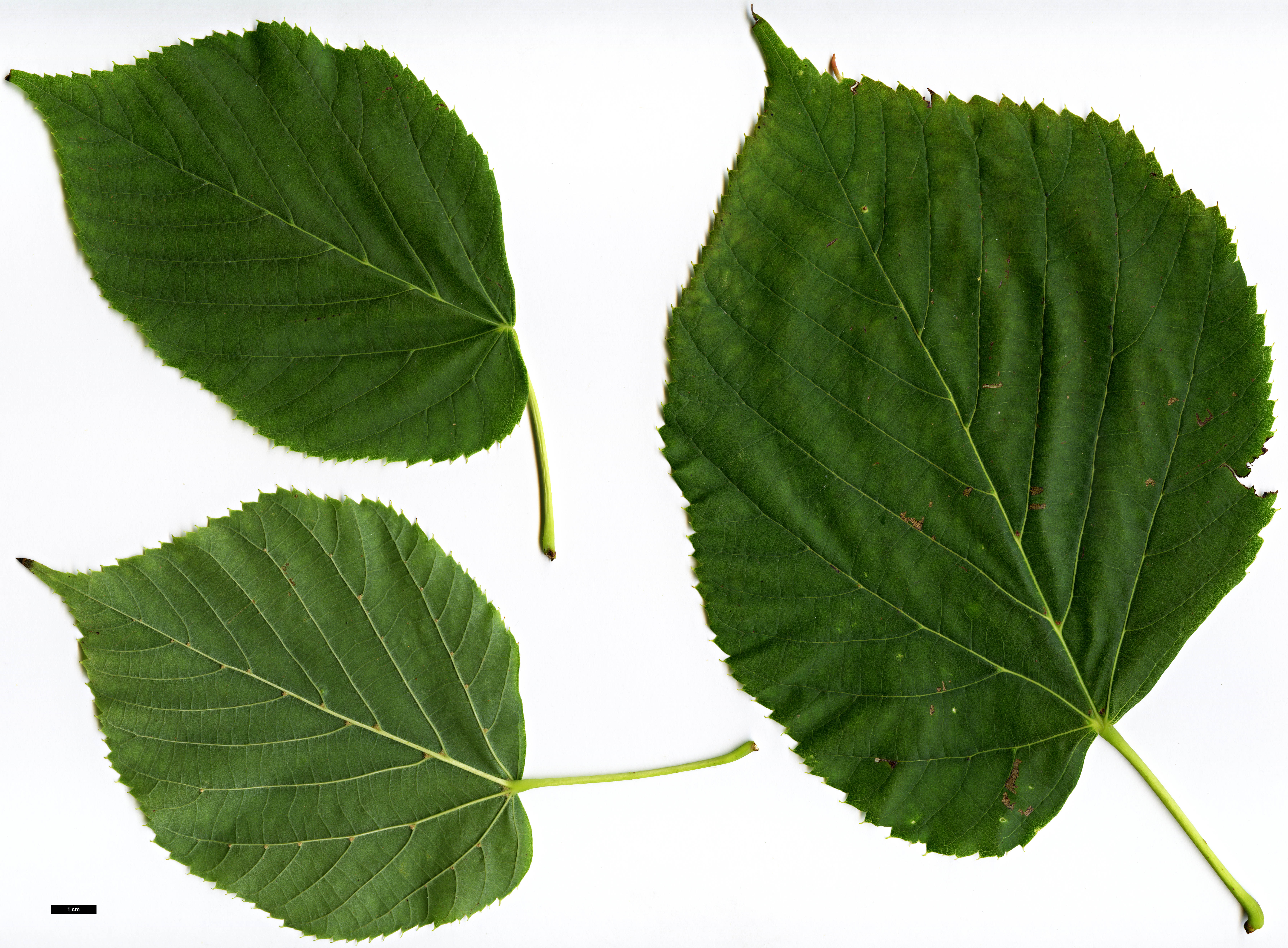 High resolution image: Family: Malvaceae - Genus: Tilia - Taxon: americana - SpeciesSub: 'Redmond' High resolution image: Family: Malvaceae - Genus: Tilia - Taxon: americana - SpeciesSub: 'Redmond'