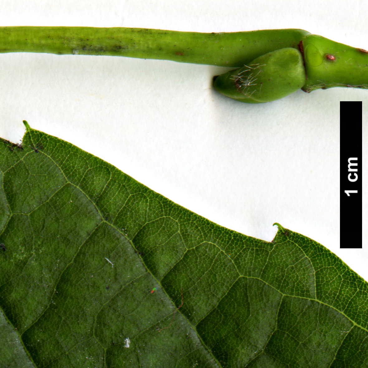 High resolution image: Family: Malvaceae - Genus: Tilia - Taxon: americana High resolution image: Family: Malvaceae - Genus: Tilia - Taxon: americana