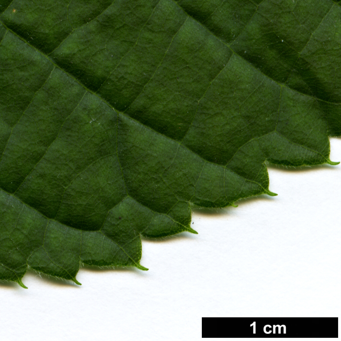 High resolution image: Family: Malvaceae - Genus: Tilia - Taxon: americana High resolution image: Family: Malvaceae - Genus: Tilia - Taxon: americana