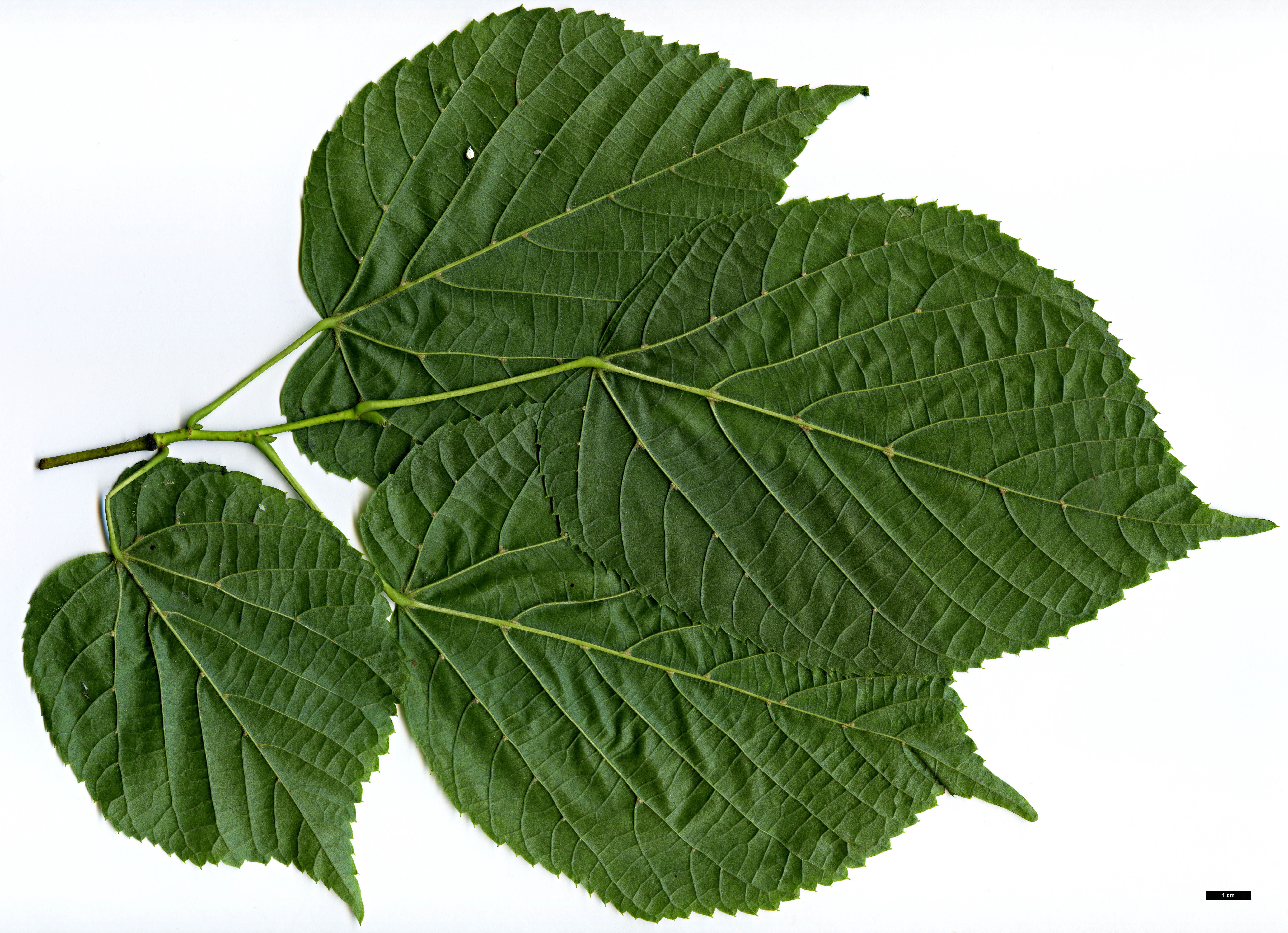 High resolution image: Family: Malvaceae - Genus: Tilia - Taxon: americana High resolution image: Family: Malvaceae - Genus: Tilia - Taxon: americana