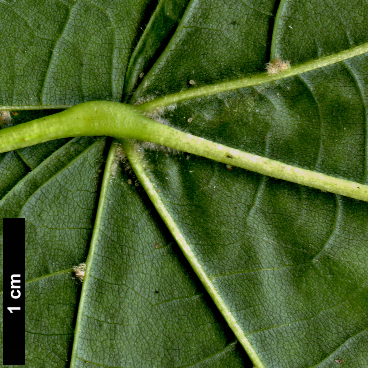 High resolution image: Family: Malvaceae - Genus: Tilia - Taxon: americana High resolution image: Family: Malvaceae - Genus: Tilia - Taxon: americana