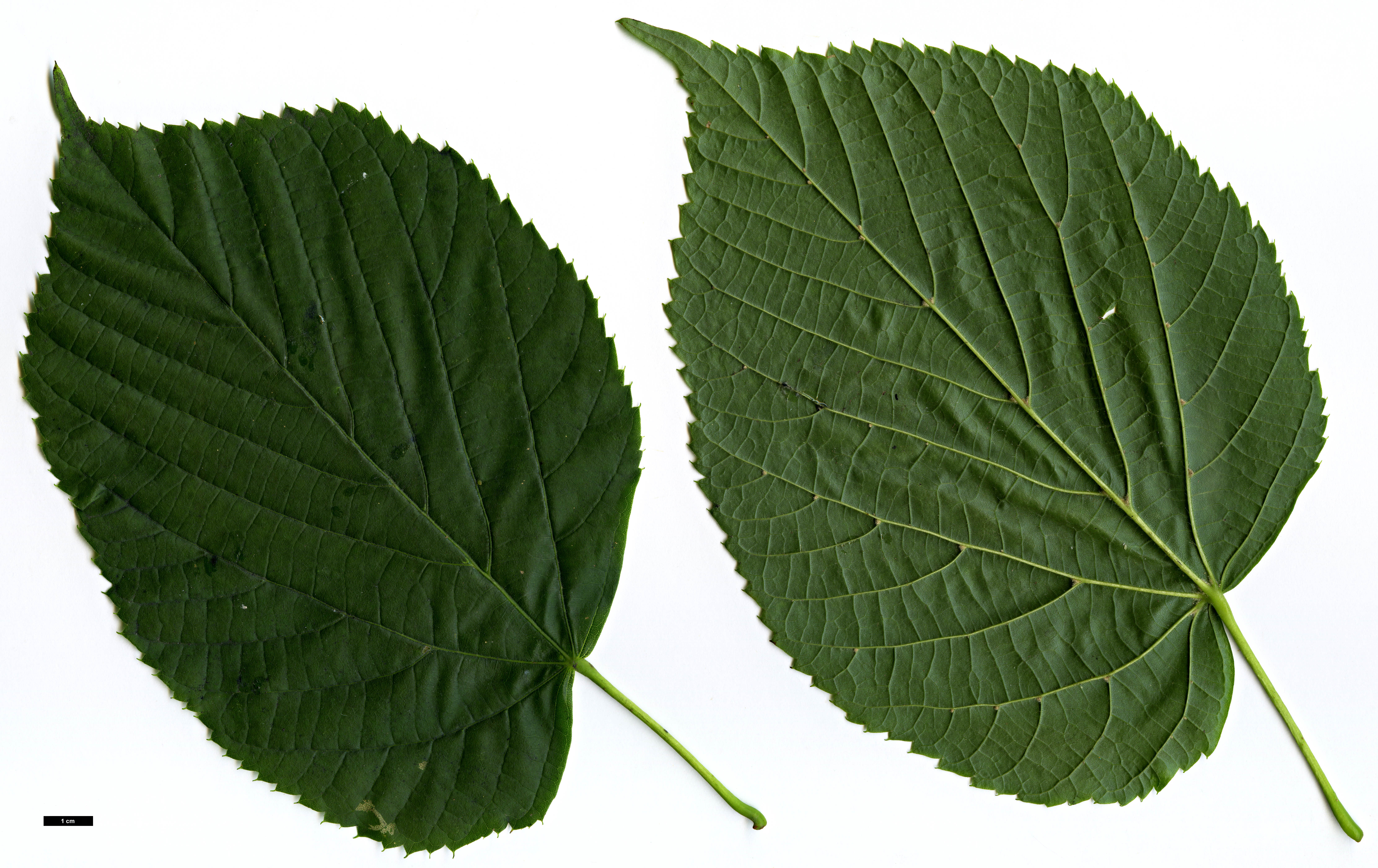 High resolution image: Family: Malvaceae - Genus: Tilia - Taxon: americana High resolution image: Family: Malvaceae - Genus: Tilia - Taxon: americana