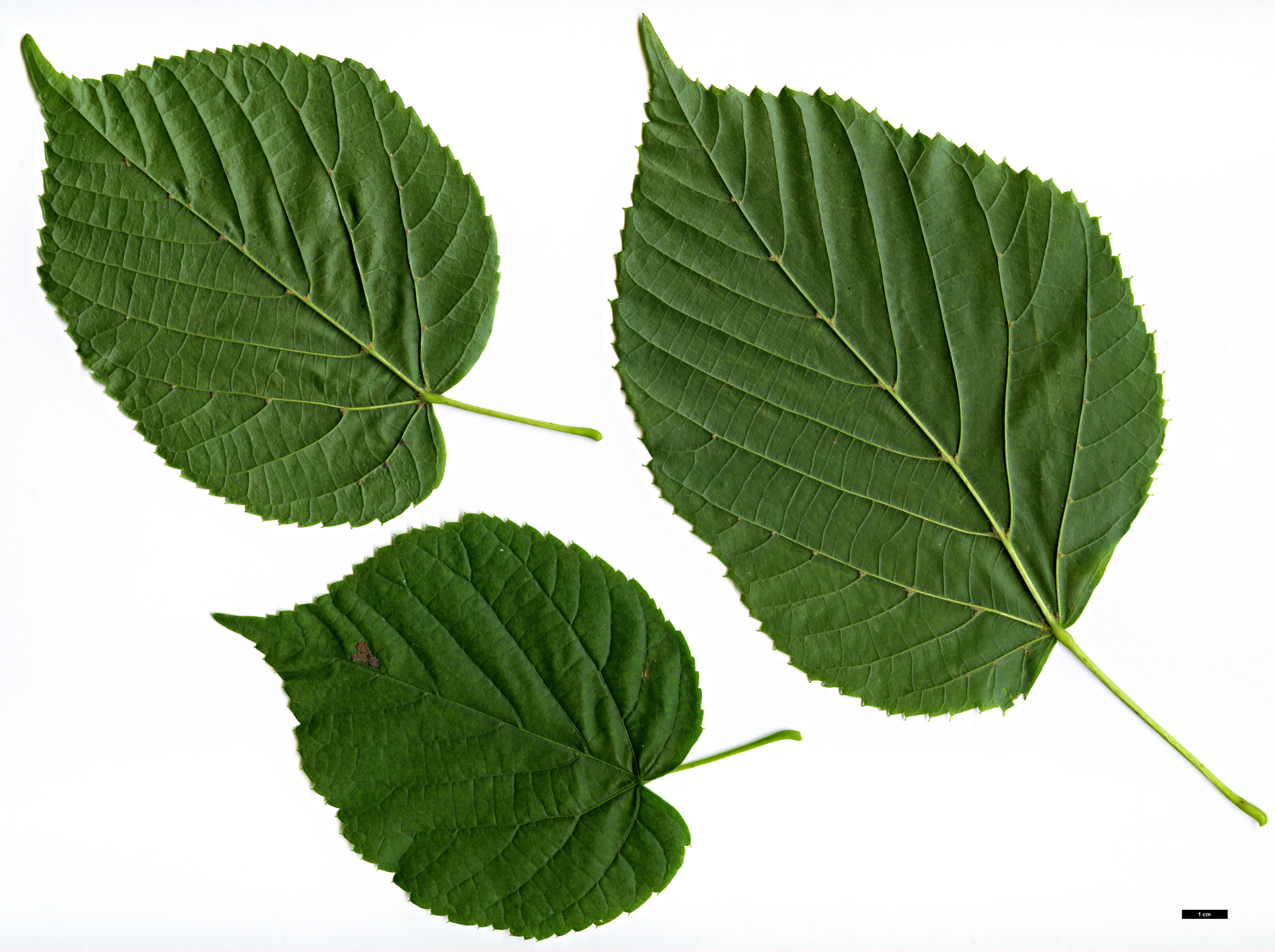 High resolution image: Family: Malvaceae - Genus: Tilia - Taxon: americana High resolution image: Family: Malvaceae - Genus: Tilia - Taxon: americana