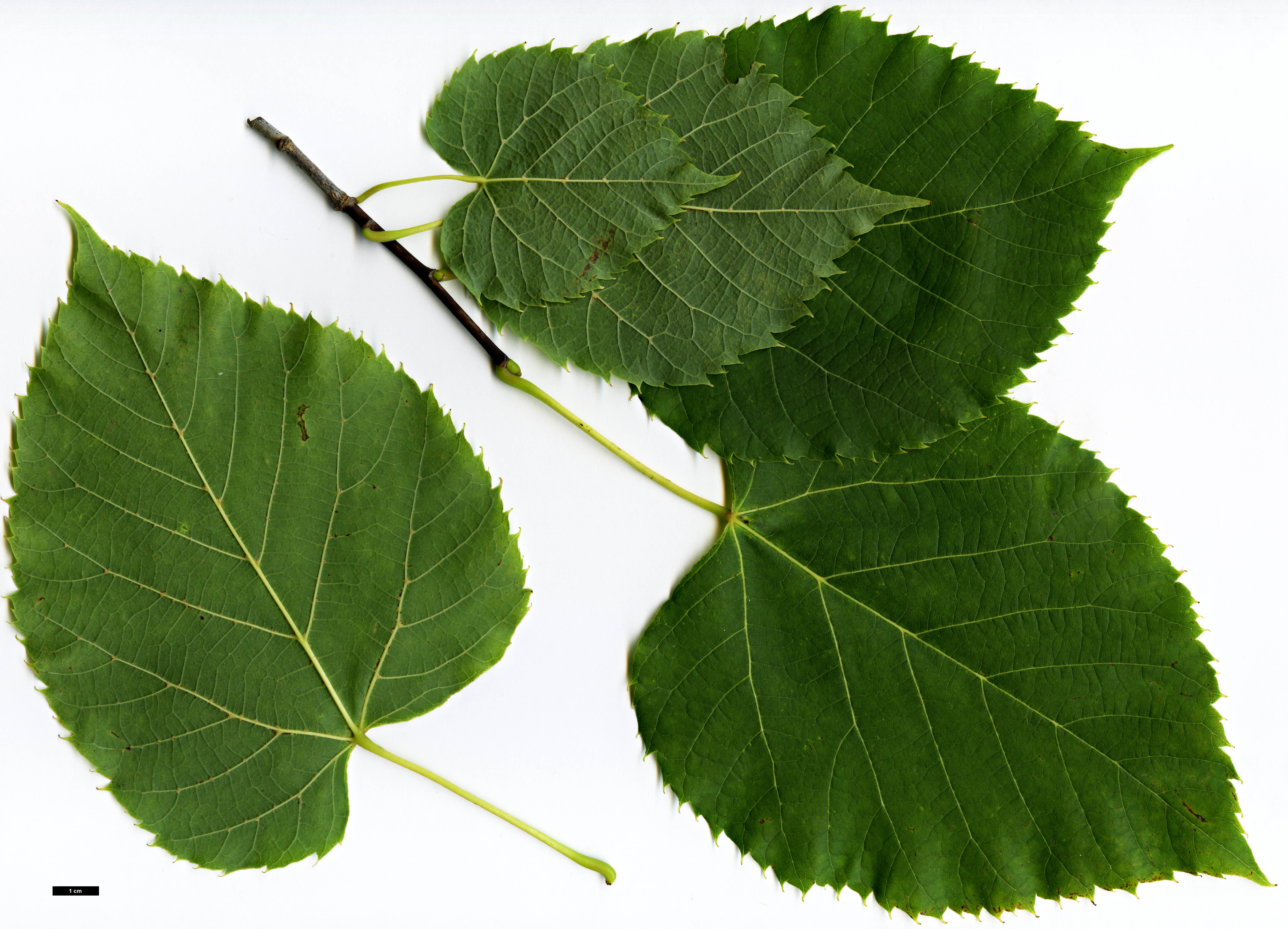 High resolution image: Family: Malvaceae - Genus: Tilia - Taxon: americana High resolution image: Family: Malvaceae - Genus: Tilia - Taxon: americana