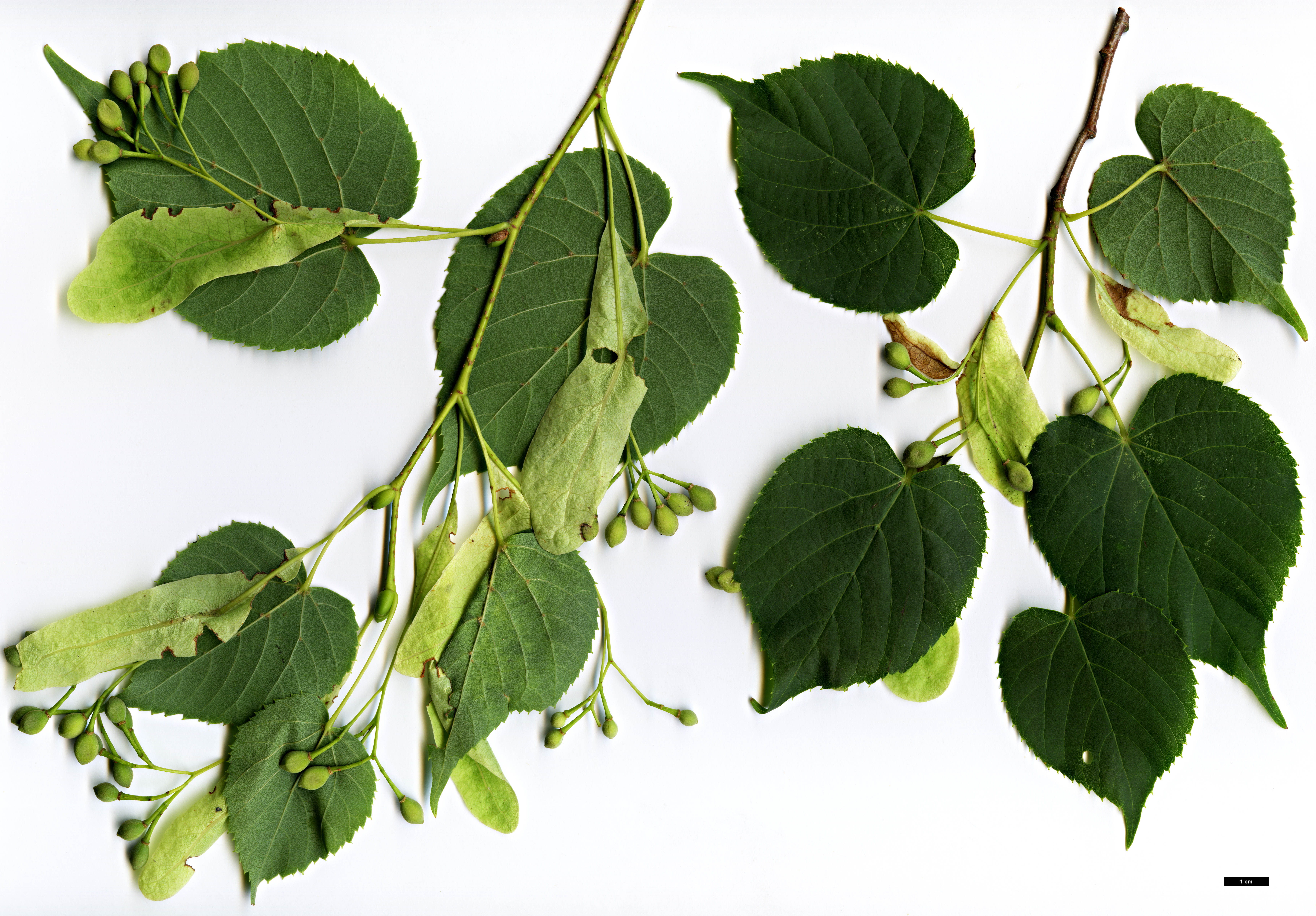 High resolution image: Family: Malvaceae - Genus: Tilia - Taxon: amurensis