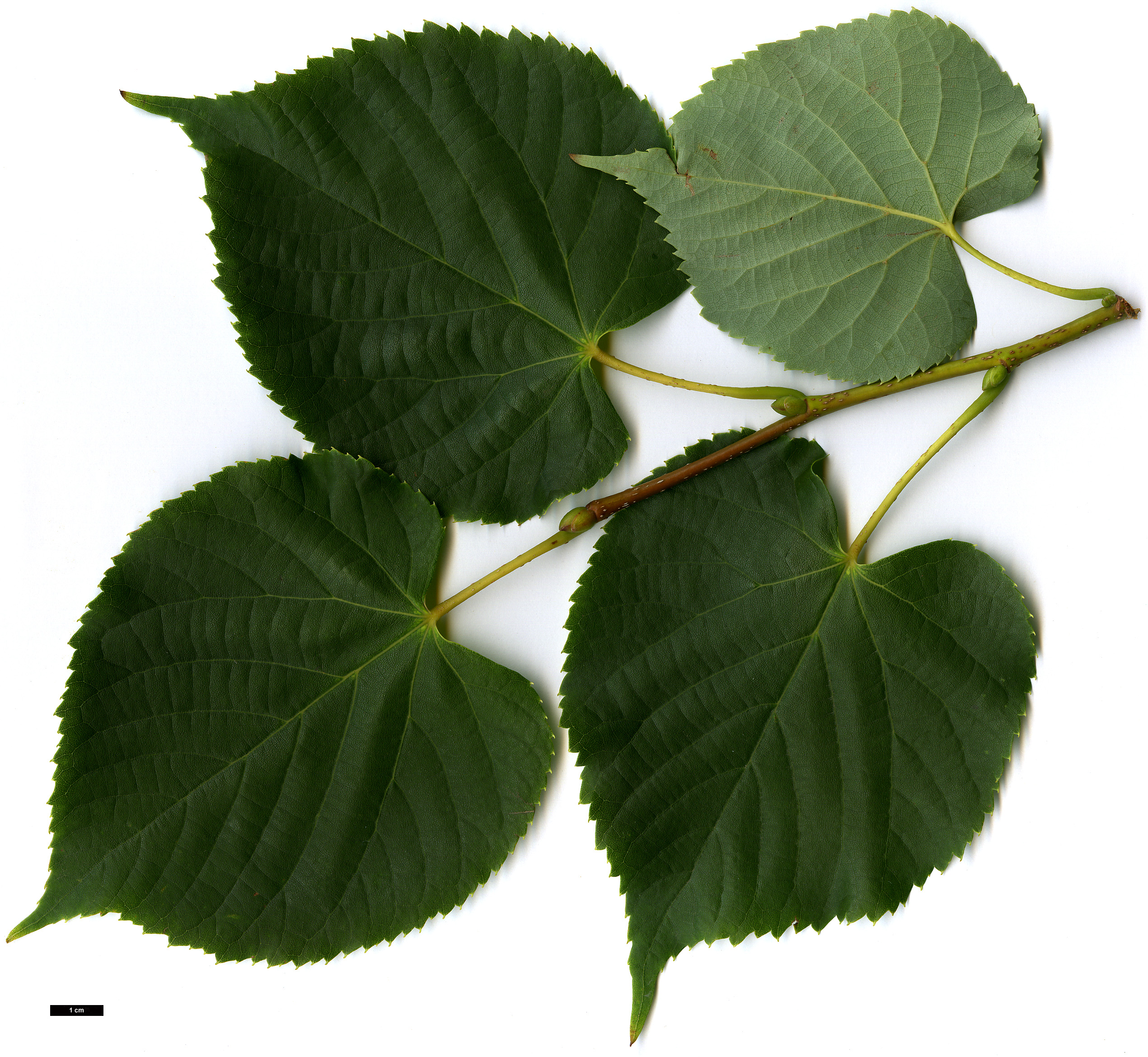 High resolution image: Family: Malvaceae - Genus: Tilia - Taxon: amurensis