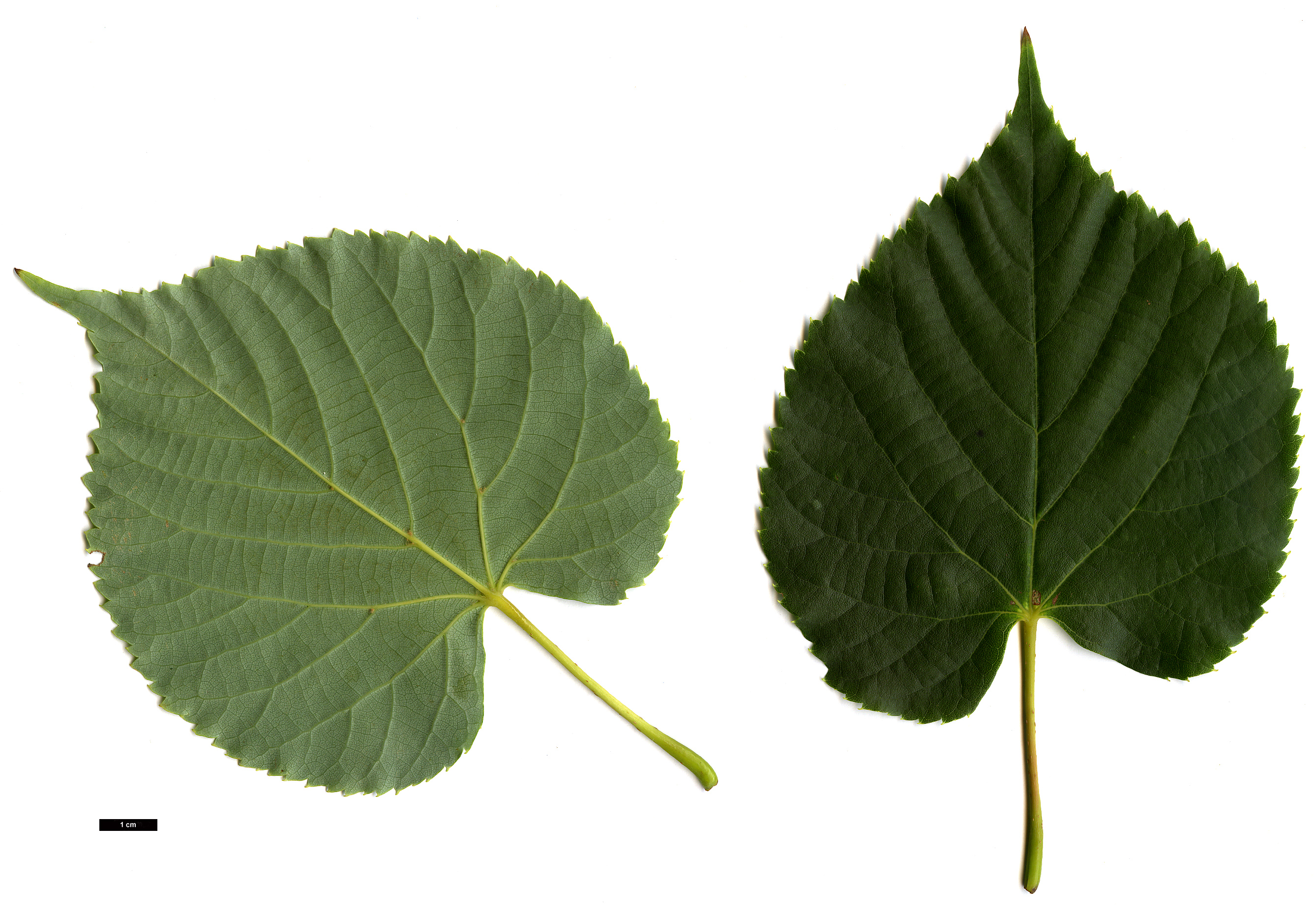 High resolution image: Family: Malvaceae - Genus: Tilia - Taxon: amurensis