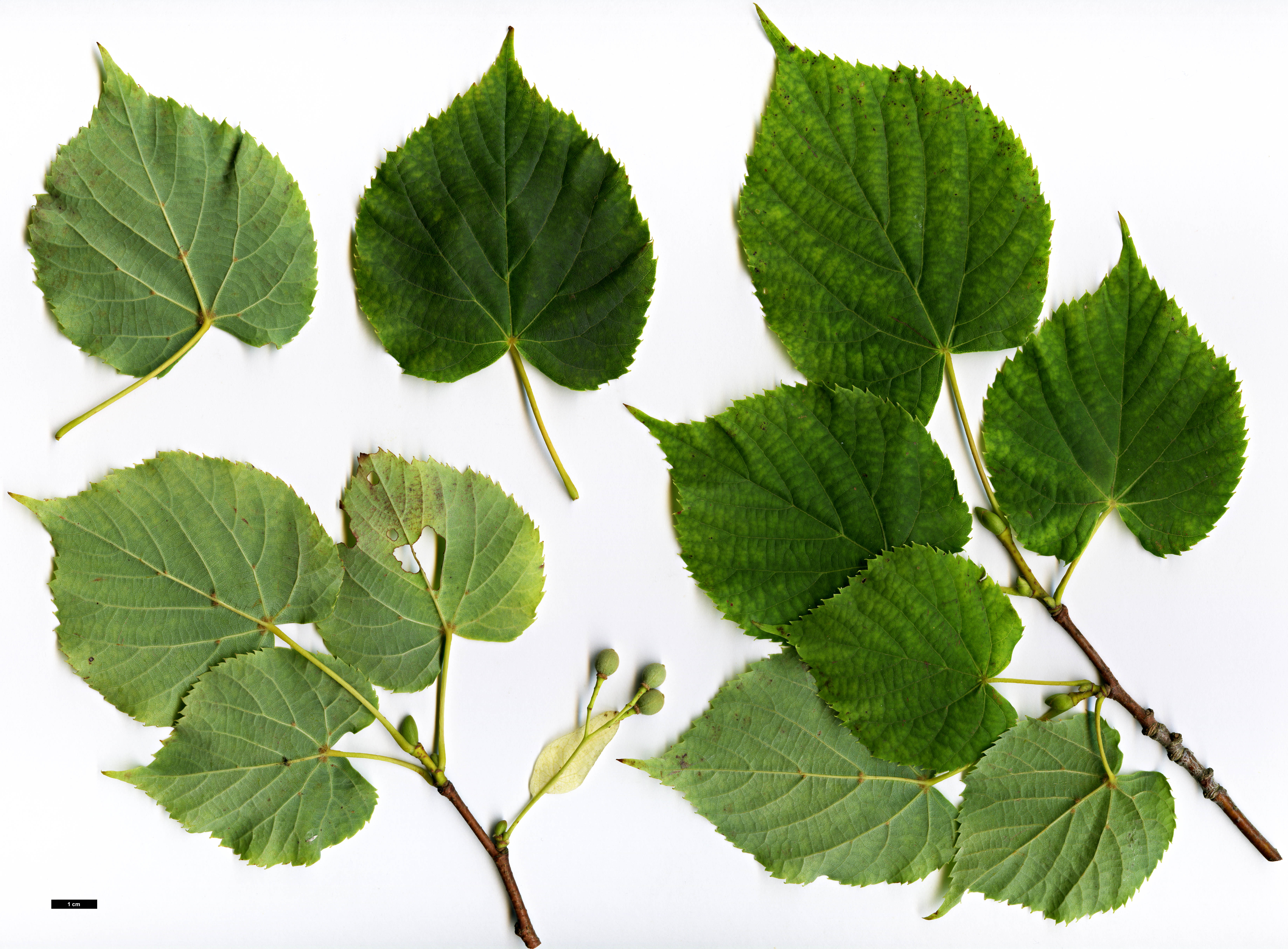 High resolution image: Family: Malvaceae - Genus: Tilia - Taxon: amurensis