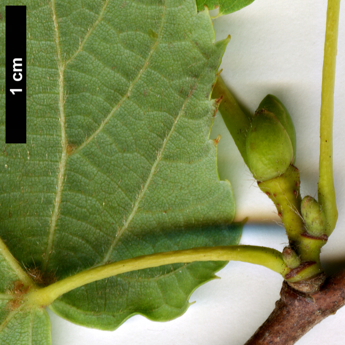 High resolution image: Family: Malvaceae - Genus: Tilia - Taxon: amurensis