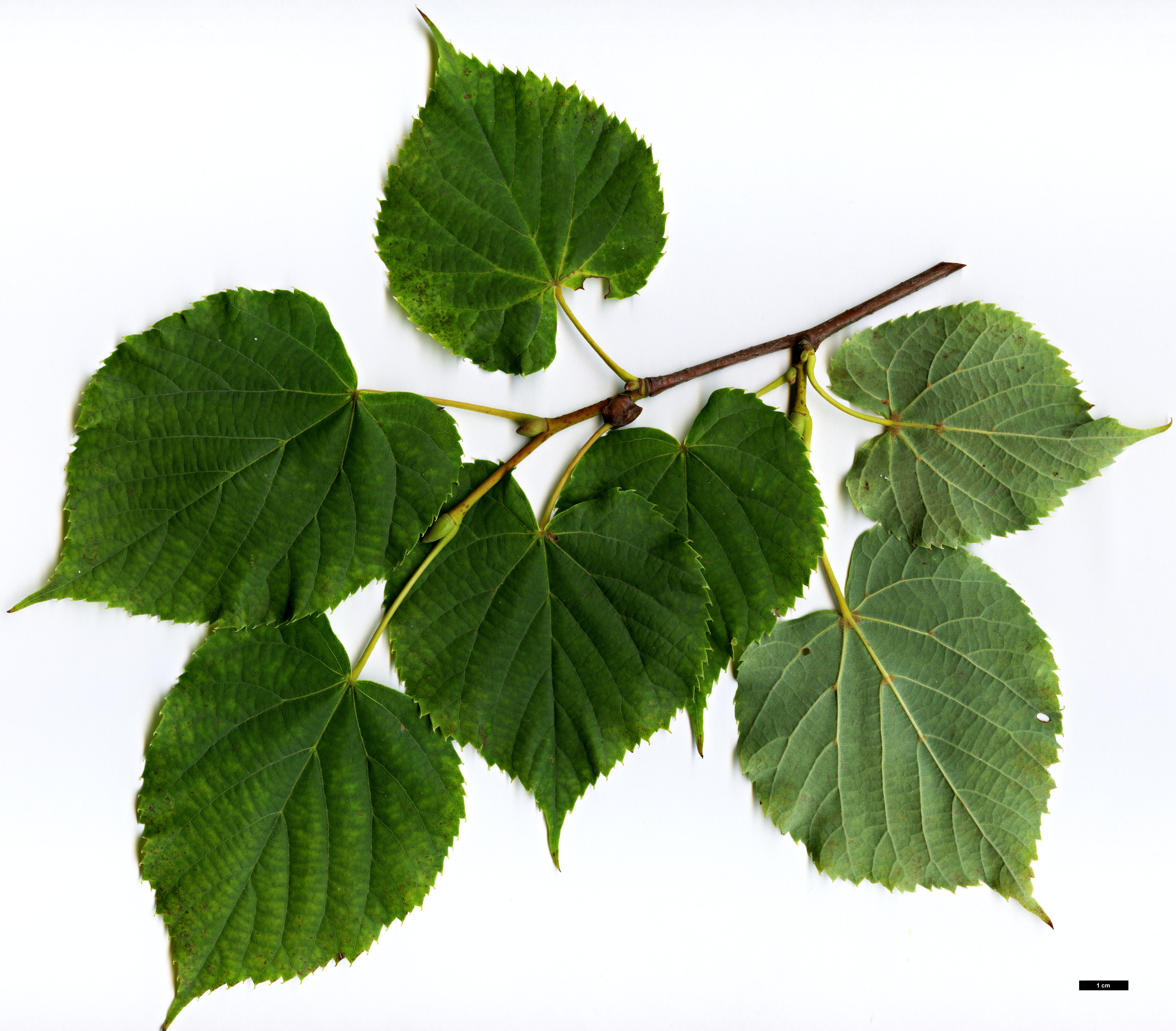 High resolution image: Family: Malvaceae - Genus: Tilia - Taxon: amurensis