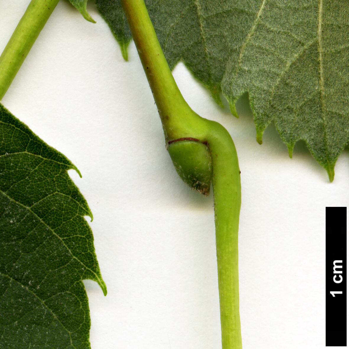 High resolution image: Family: Malvaceae - Genus: Tilia - Taxon: caroliniana