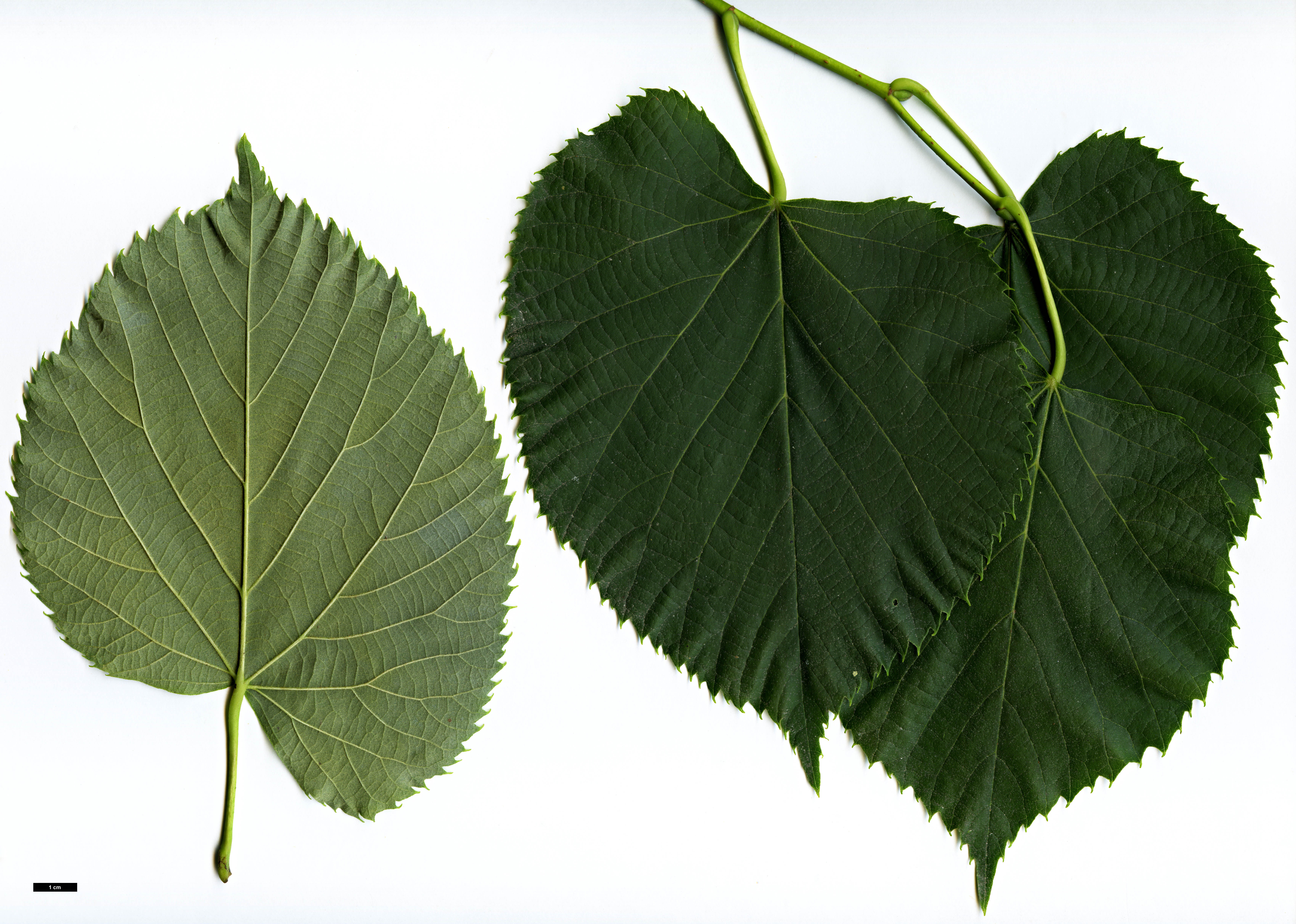 High resolution image: Family: Malvaceae - Genus: Tilia - Taxon: caroliniana