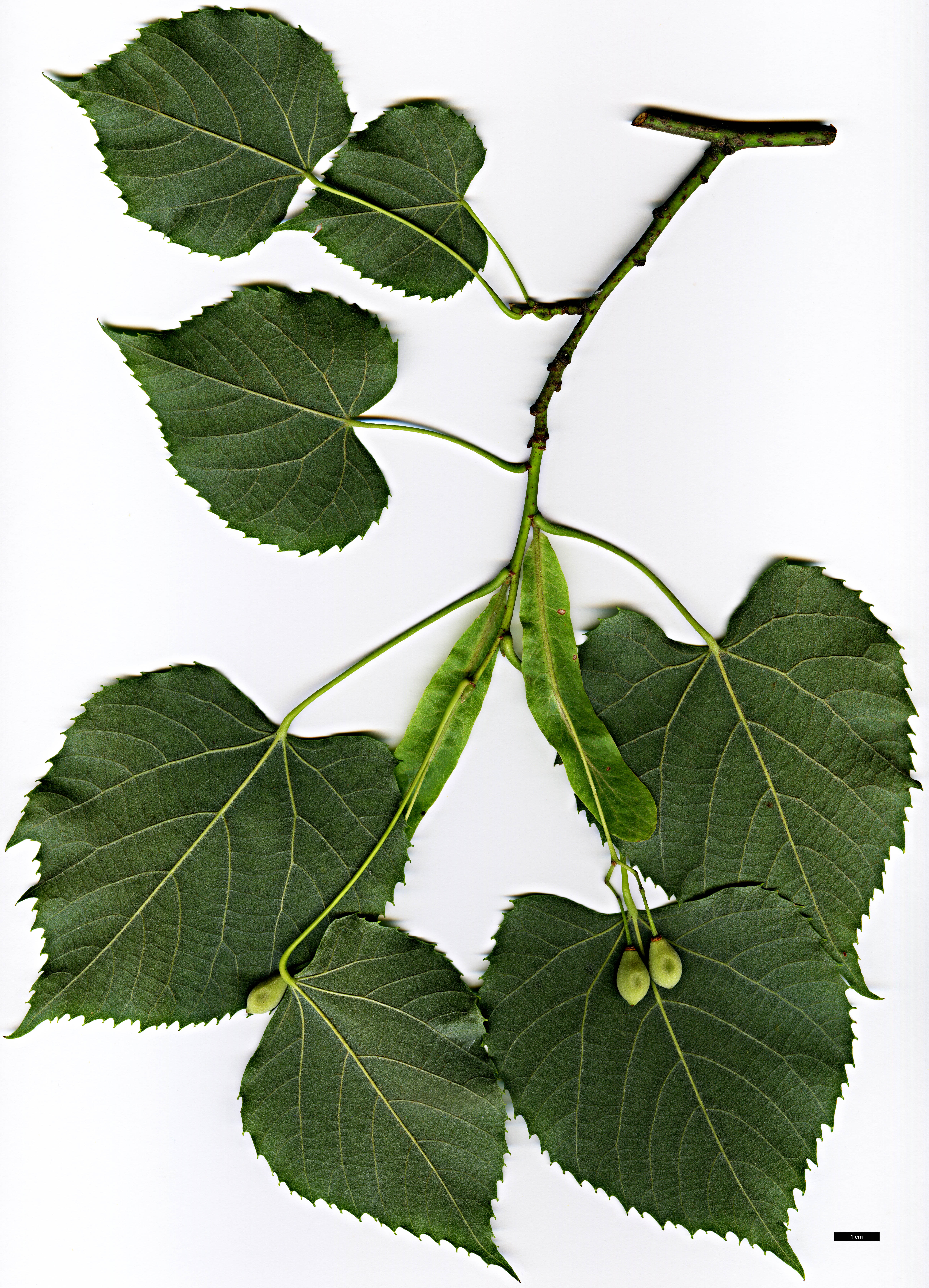 High resolution image: Family: Malvaceae - Genus: Tilia - Taxon: chingiana