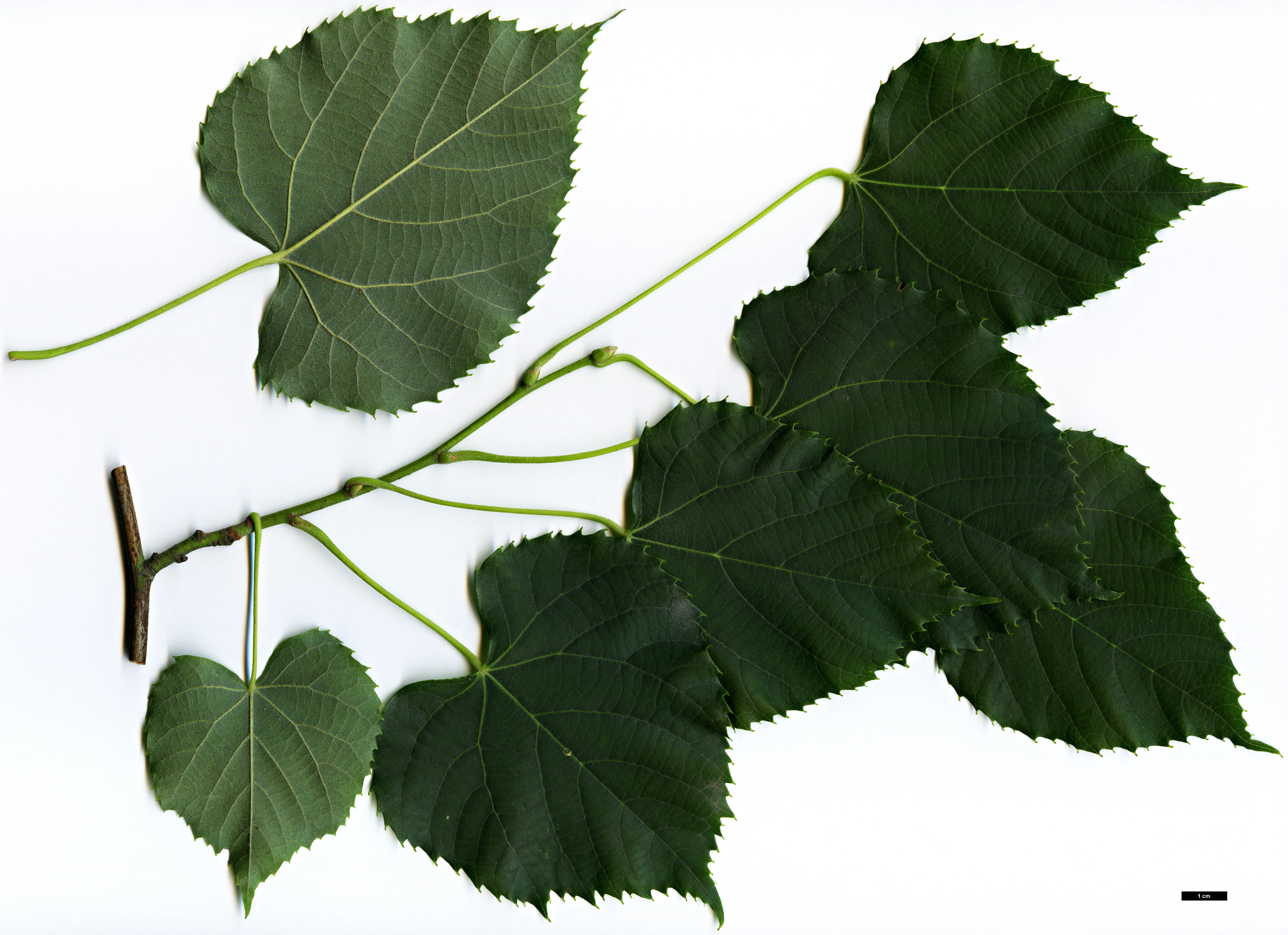 High resolution image: Family: Malvaceae - Genus: Tilia - Taxon: chingiana