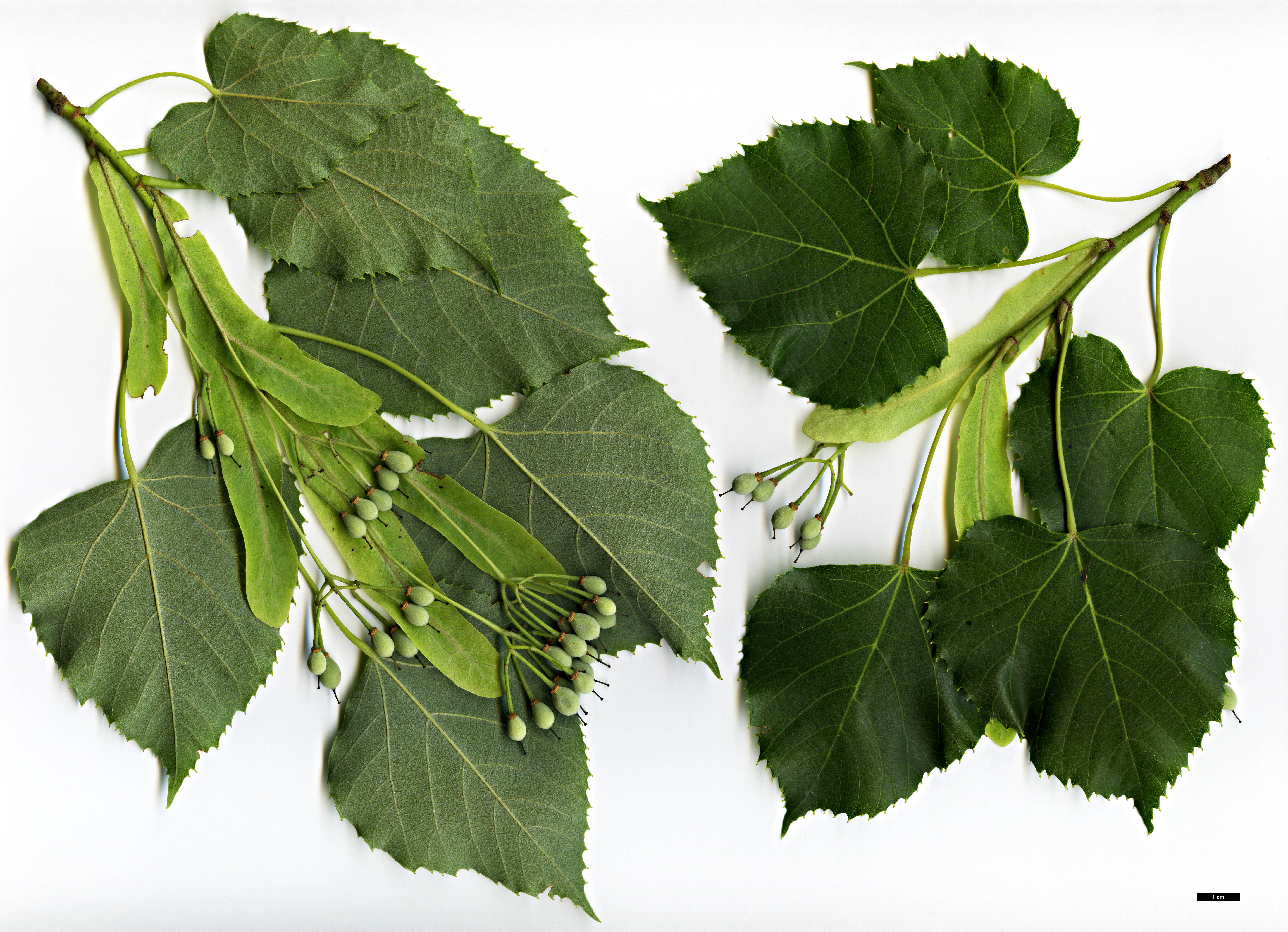 High resolution image: Family: Malvaceae - Genus: Tilia - Taxon: chingiana