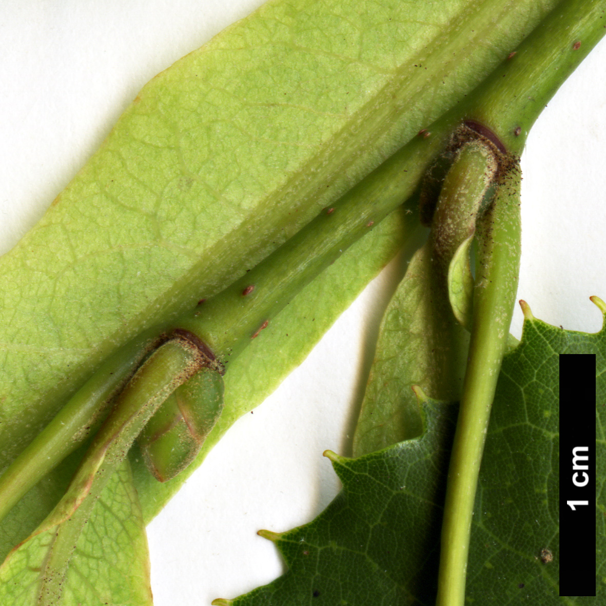 High resolution image: Family: Malvaceae - Genus: Tilia - Taxon: chingiana