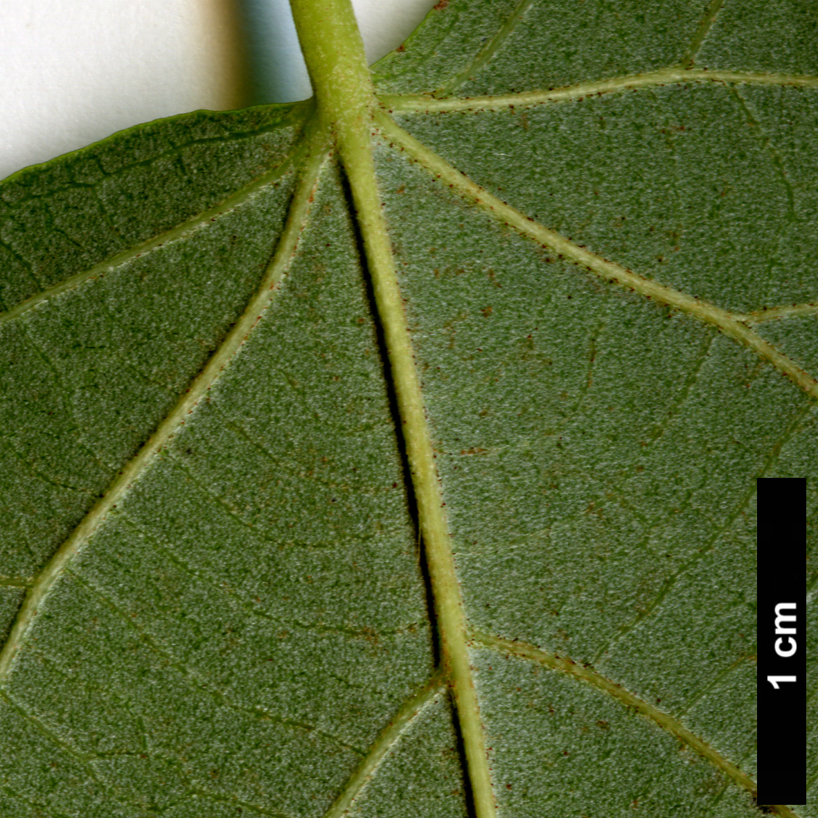 High resolution image: Family: Malvaceae - Genus: Tilia - Taxon: chingiana