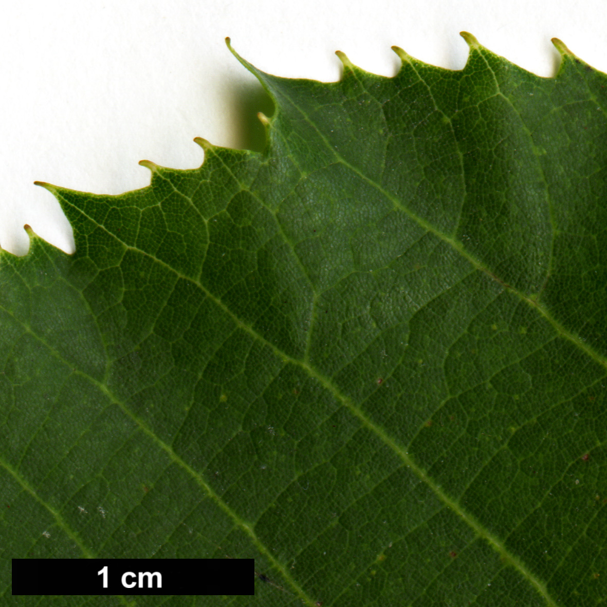 High resolution image: Family: Malvaceae - Genus: Tilia - Taxon: chingiana