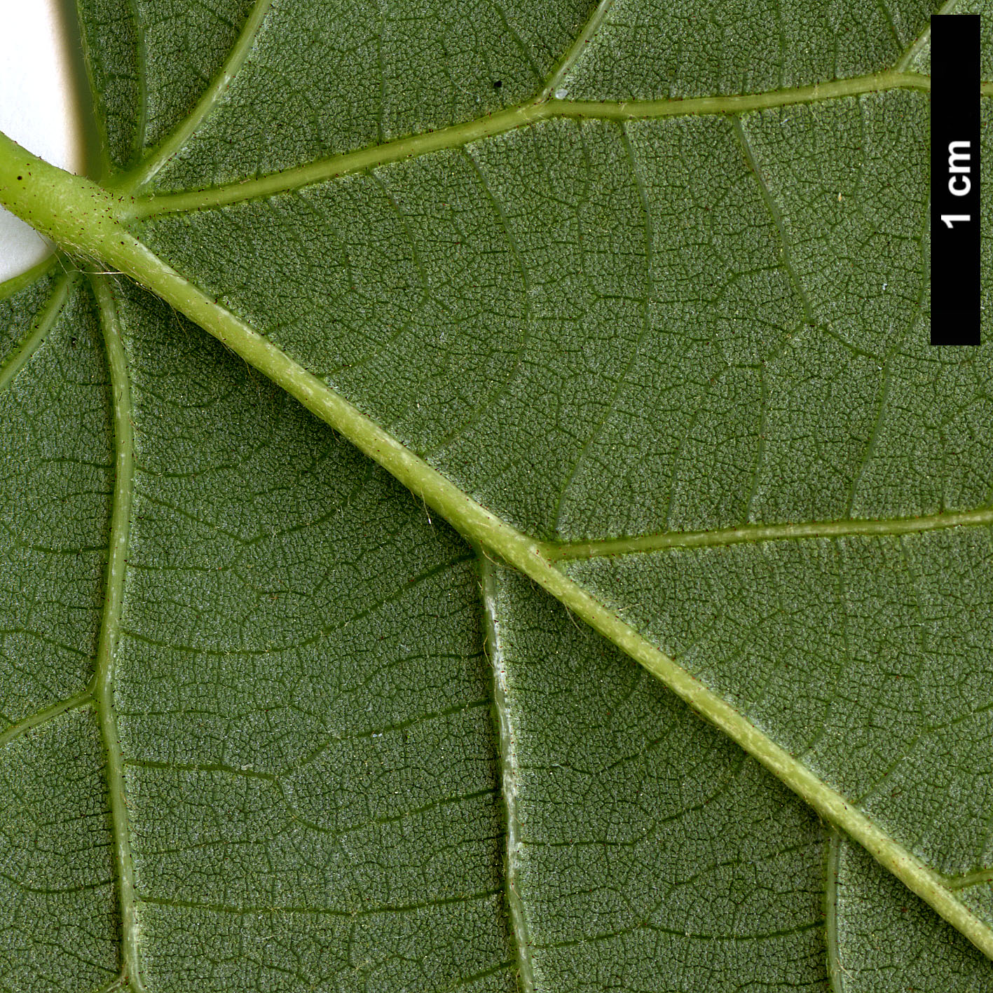 High resolution image: Family: Malvaceae - Genus: Tilia - Taxon: concinna High resolution image: Family: Malvaceae - Genus: Tilia - Taxon: concinna
