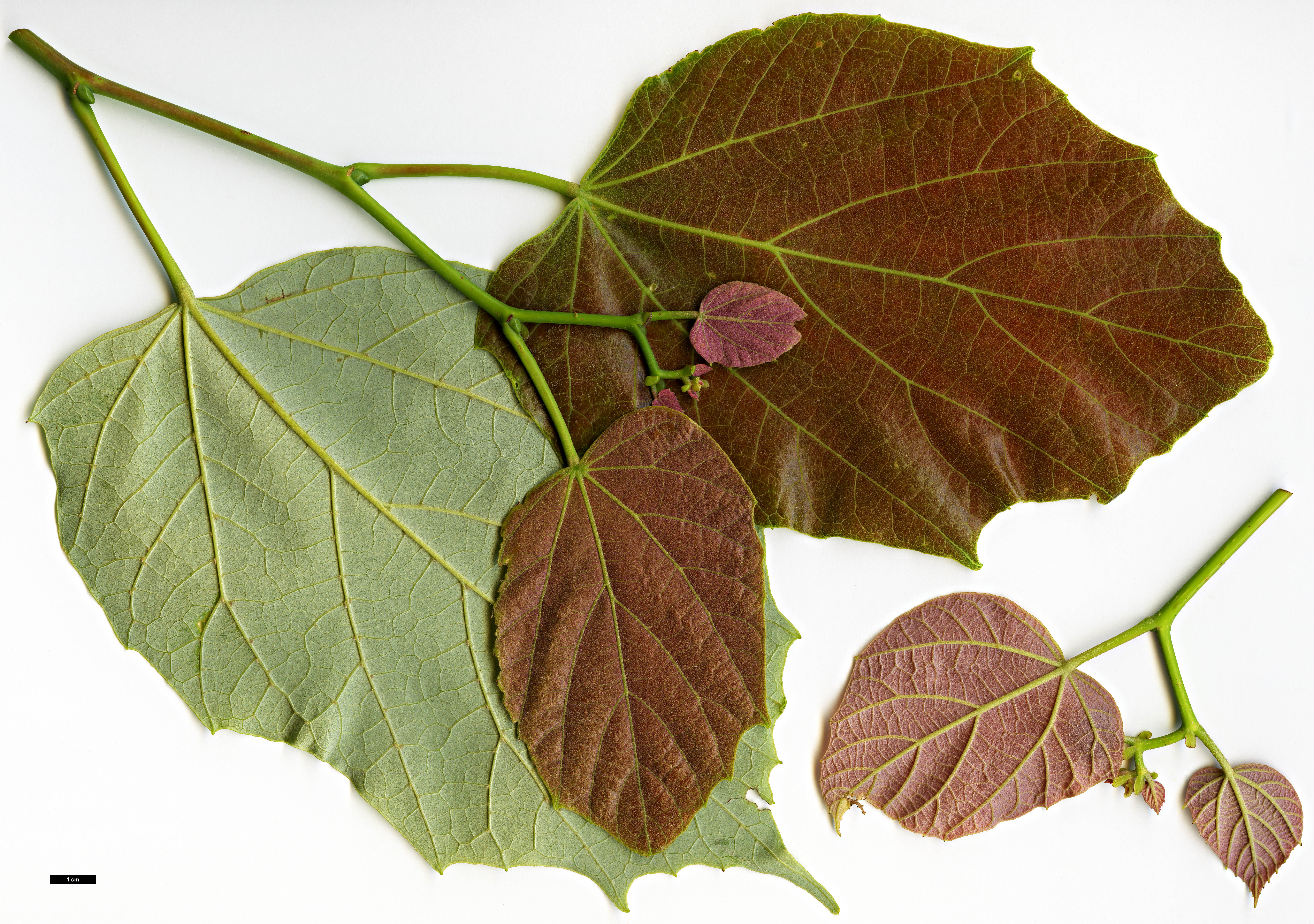 High resolution image: Family: Malvaceae - Genus: Tilia - Taxon: endochrysea