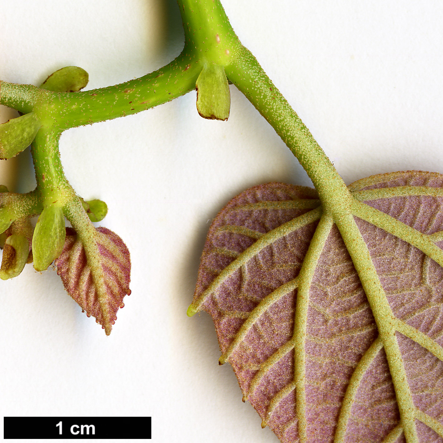 High resolution image: Family: Malvaceae - Genus: Tilia - Taxon: endochrysea