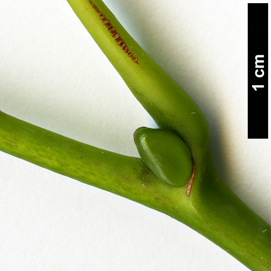High resolution image: Family: Malvaceae - Genus: Tilia - Taxon: endochrysea