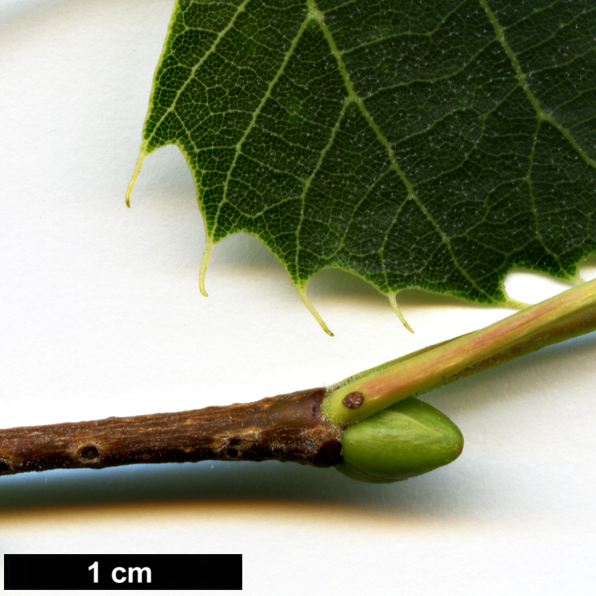 High resolution image: Family: Malvaceae - Genus: Tilia - Taxon: henryana