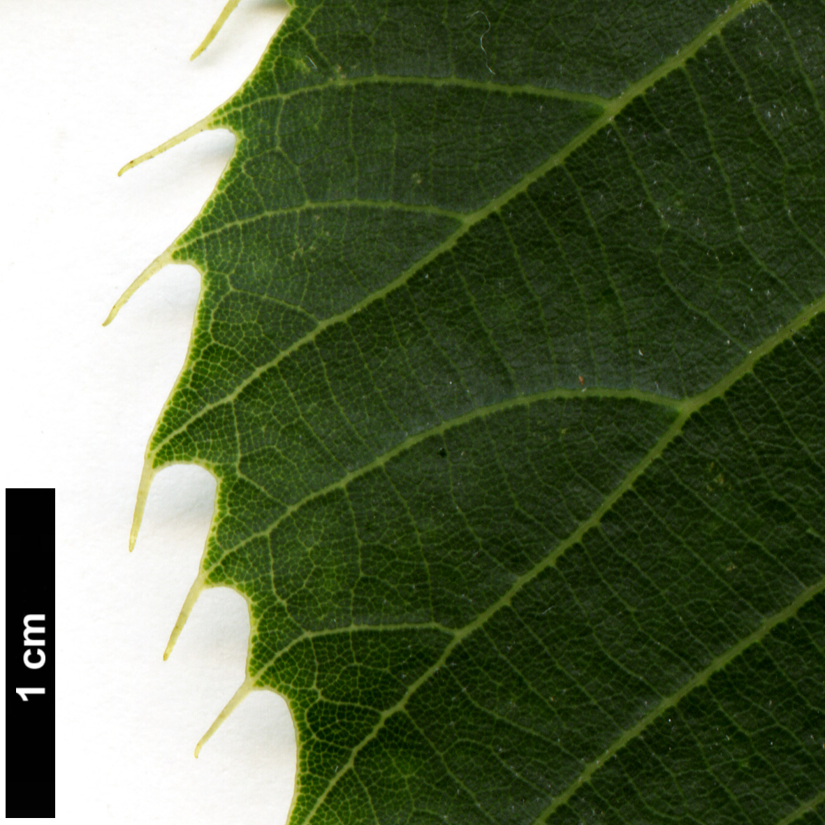 High resolution image: Family: Malvaceae - Genus: Tilia - Taxon: henryana High resolution image: Family: Malvaceae - Genus: Tilia - Taxon: henryana