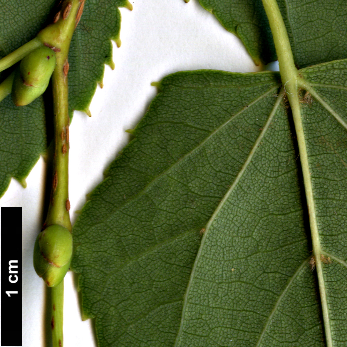 High resolution image: Family: Malvaceae - Genus: Tilia - Taxon: japonica