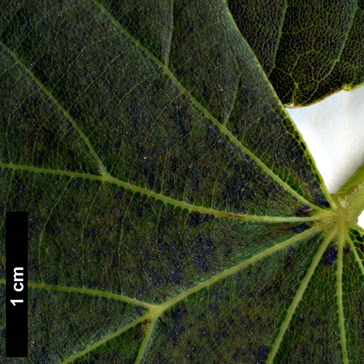 High resolution image: Family: Malvaceae - Genus: Tilia - Taxon: japonica