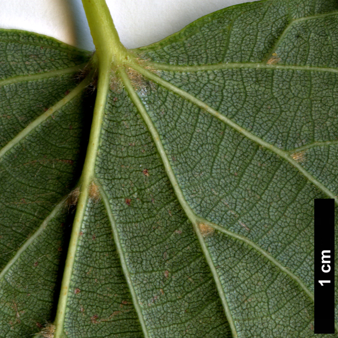 High resolution image: Family: Malvaceae - Genus: Tilia - Taxon: japonica