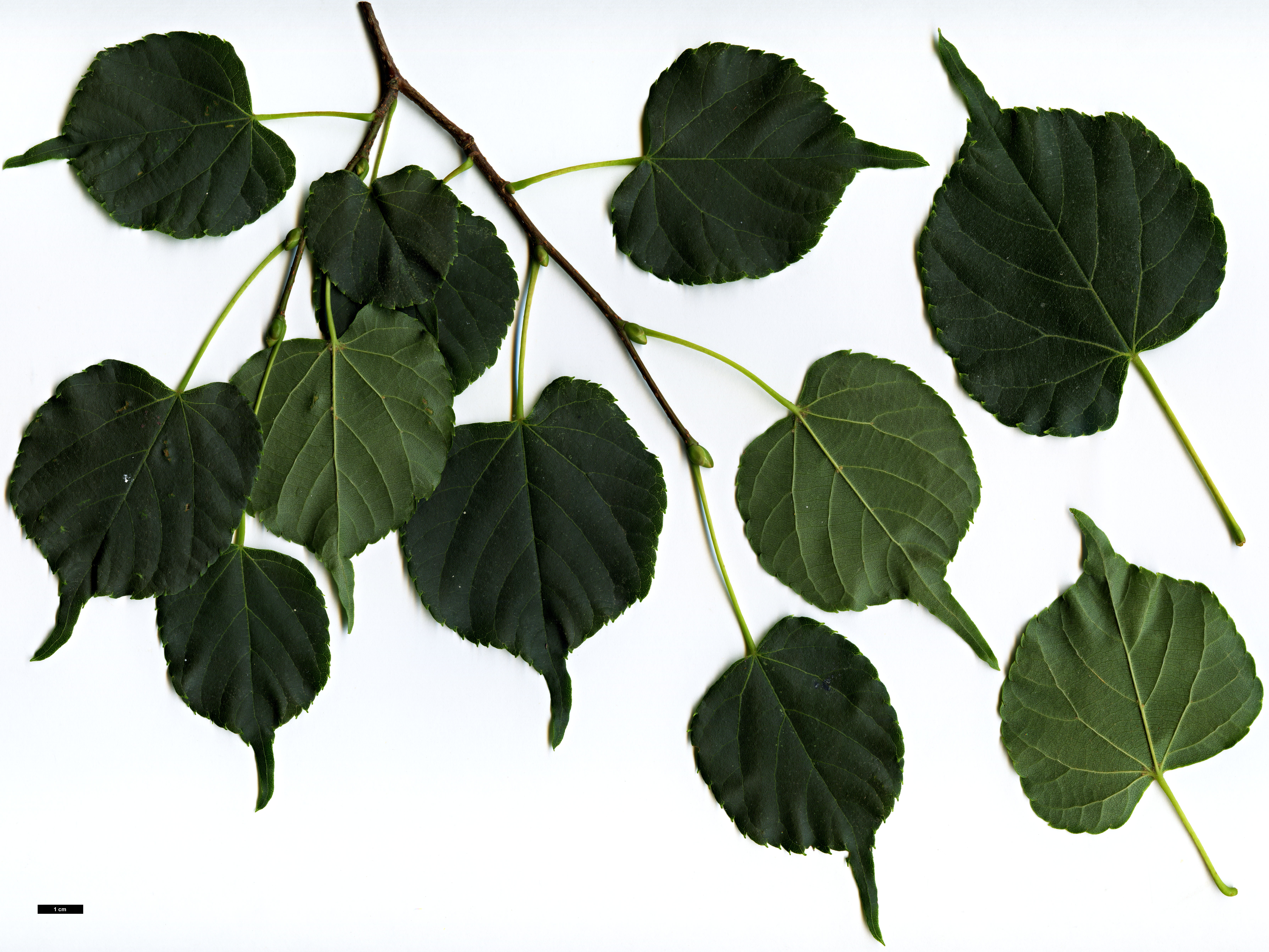 High resolution image: Family: Malvaceae - Genus: Tilia - Taxon: japonica