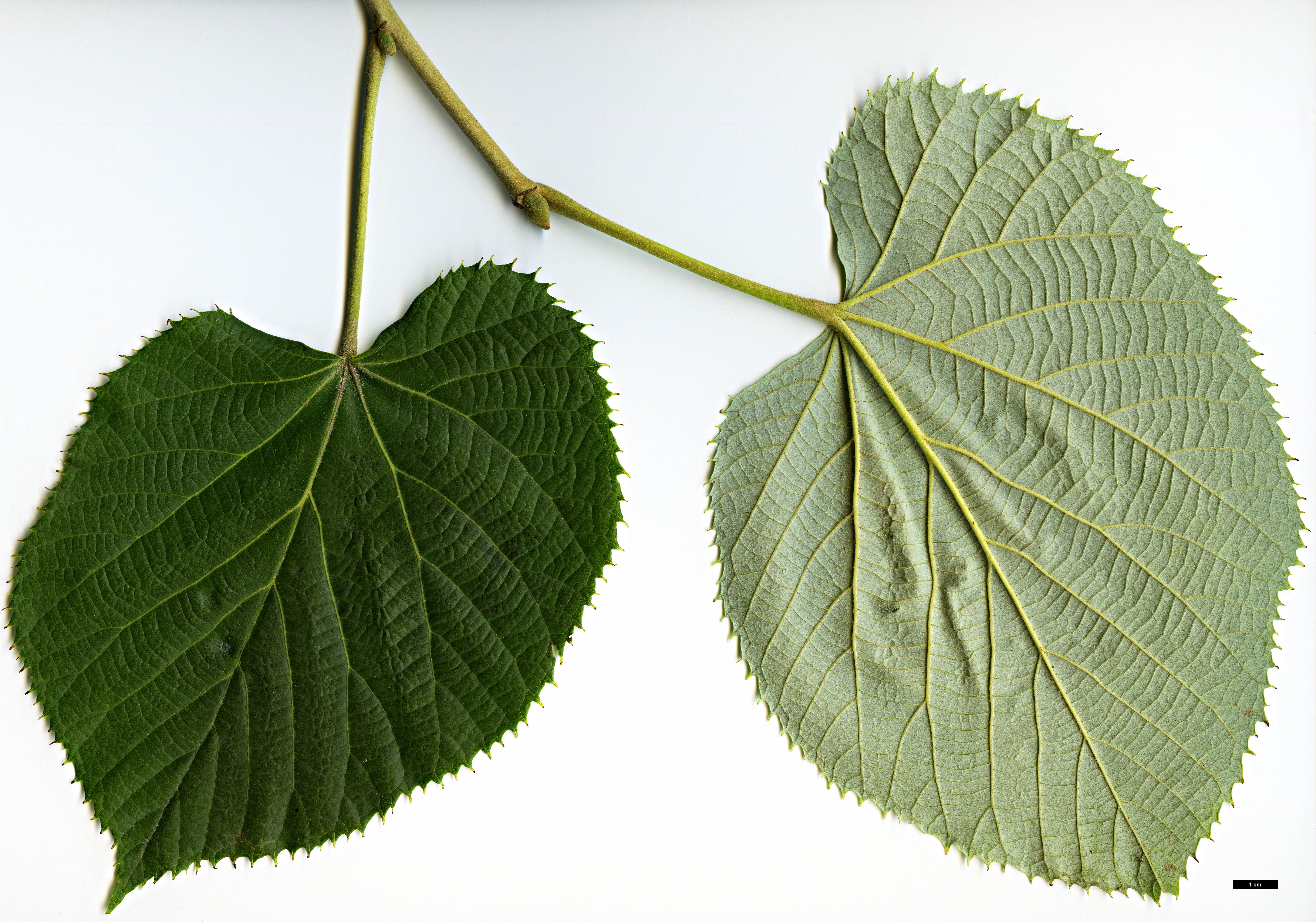 High resolution image: Family: Malvaceae - Genus: Tilia - Taxon: mandshurica