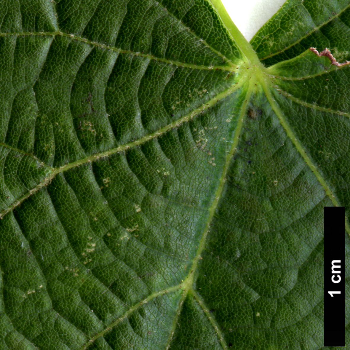 High resolution image: Family: Malvaceae - Genus: Tilia - Taxon: maximowicziana