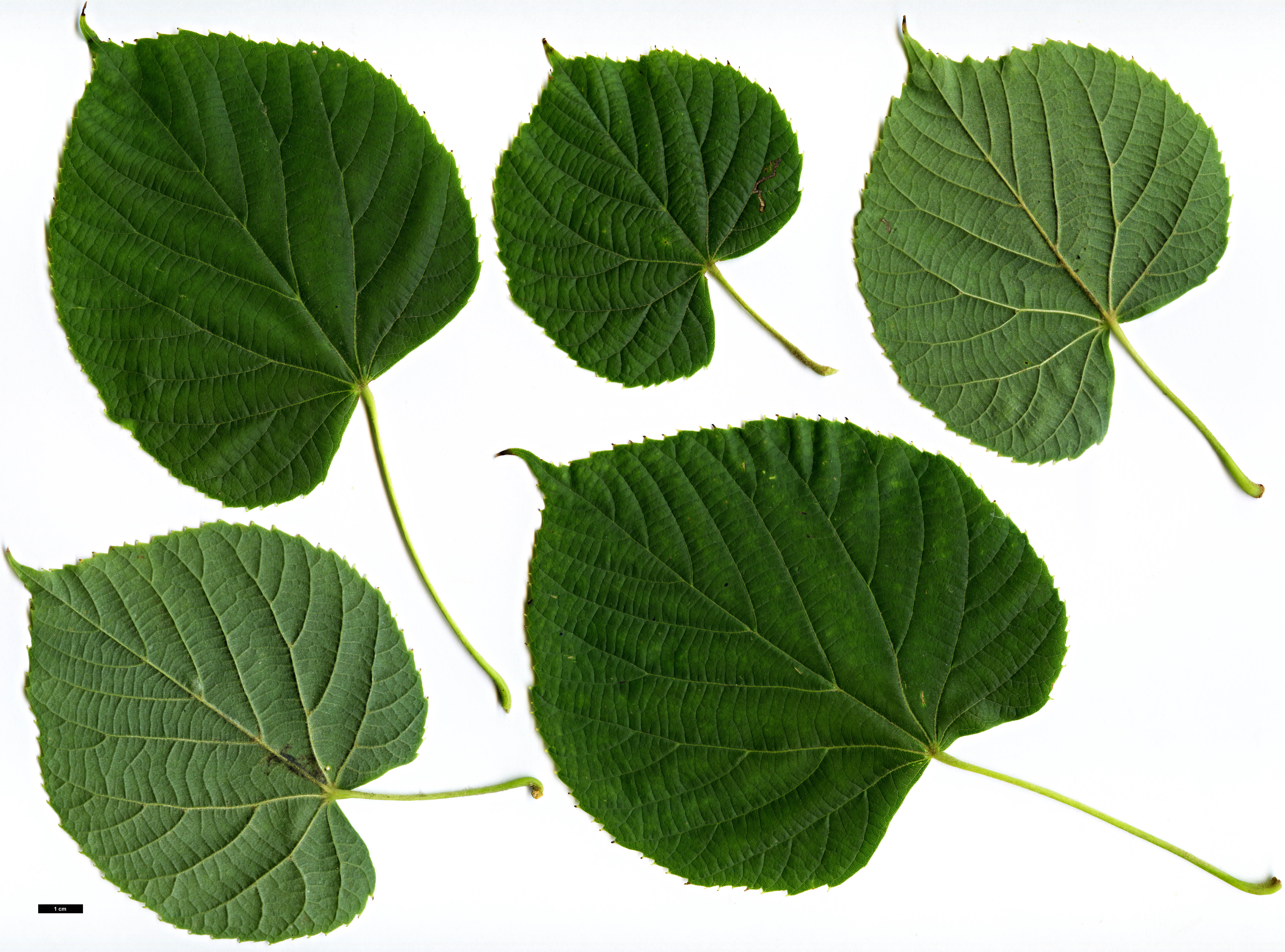 High resolution image: Family: Malvaceae - Genus: Tilia - Taxon: maximowicziana