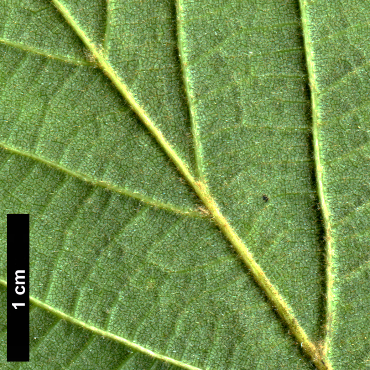 High resolution image: Family: Malvaceae - Genus: Tilia - Taxon: maximowicziana