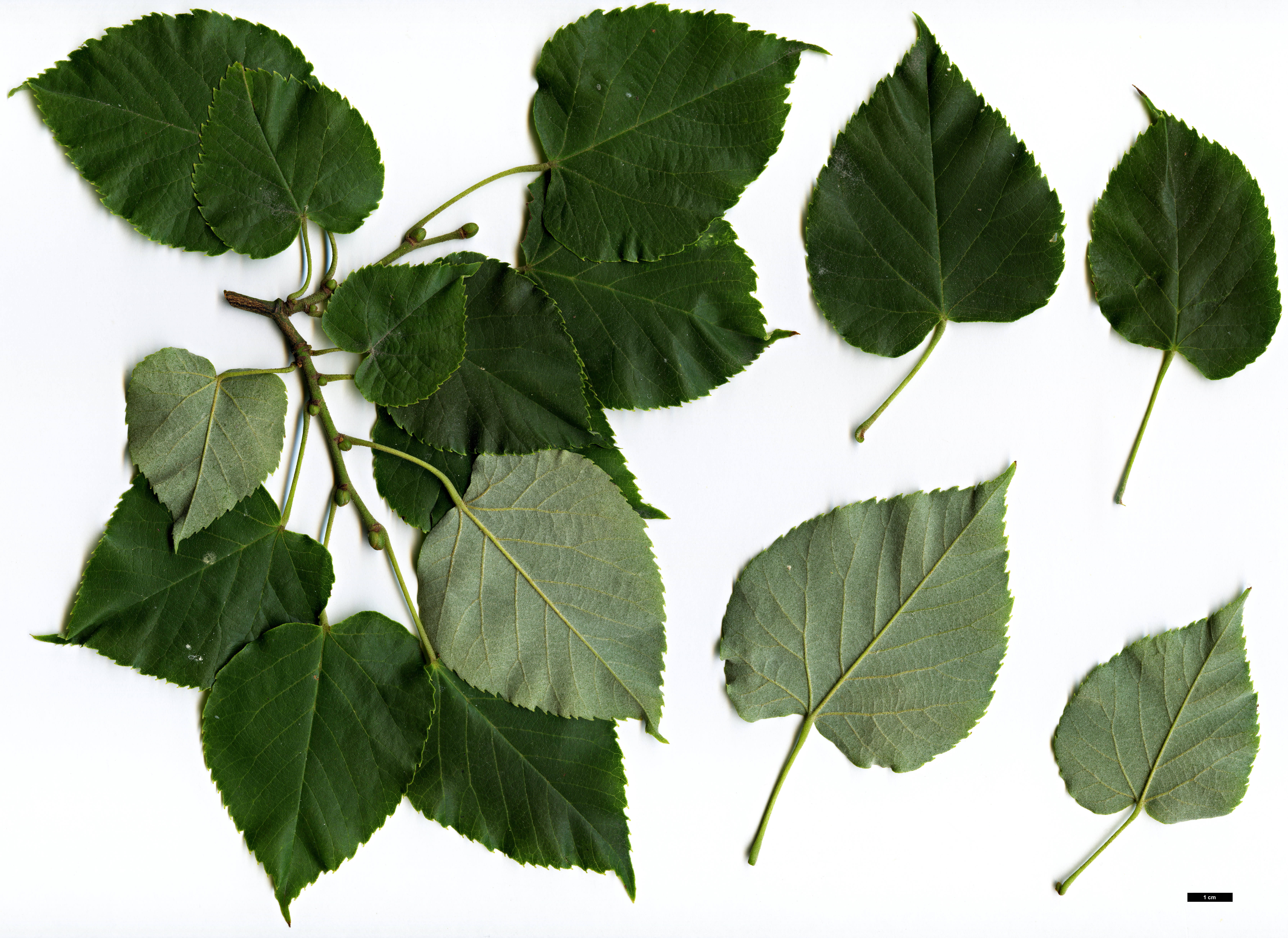 High resolution image: Family: Malvaceae - Genus: Tilia - Taxon: miqueliana High resolution image: Family: Malvaceae - Genus: Tilia - Taxon: miqueliana