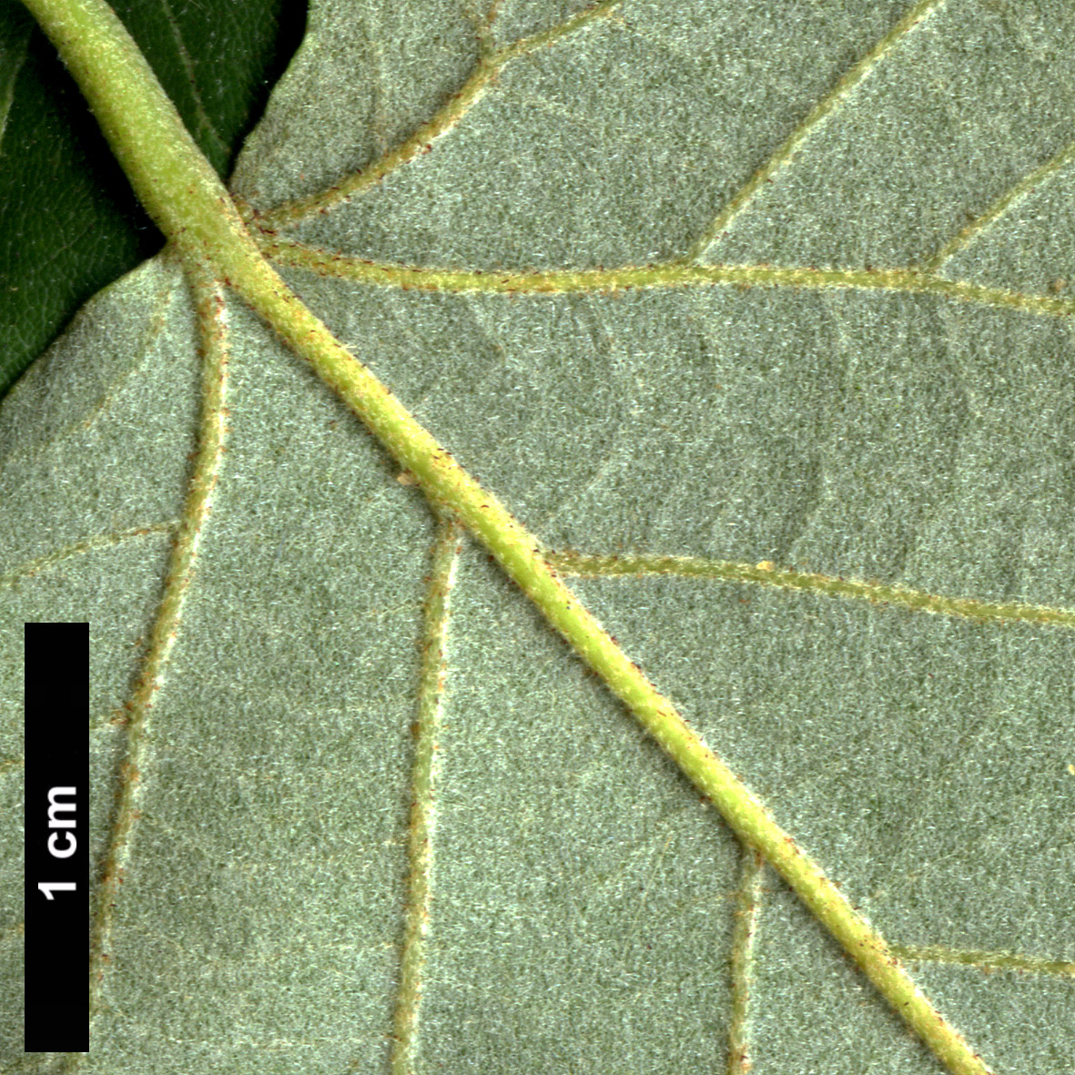 High resolution image: Family: Malvaceae - Genus: Tilia - Taxon: miqueliana High resolution image: Family: Malvaceae - Genus: Tilia - Taxon: miqueliana