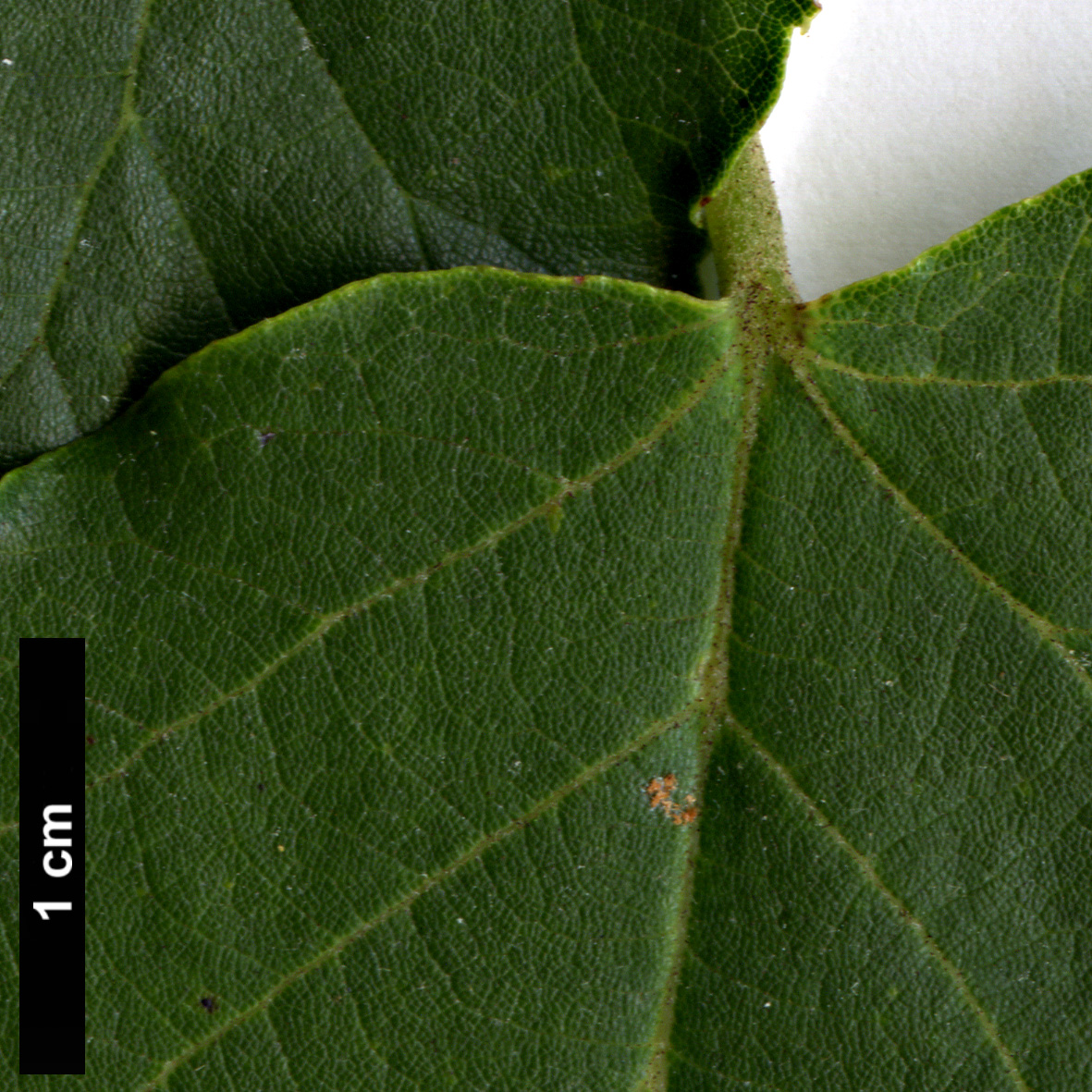 High resolution image: Family: Malvaceae - Genus: Tilia - Taxon: miqueliana High resolution image: Family: Malvaceae - Genus: Tilia - Taxon: miqueliana